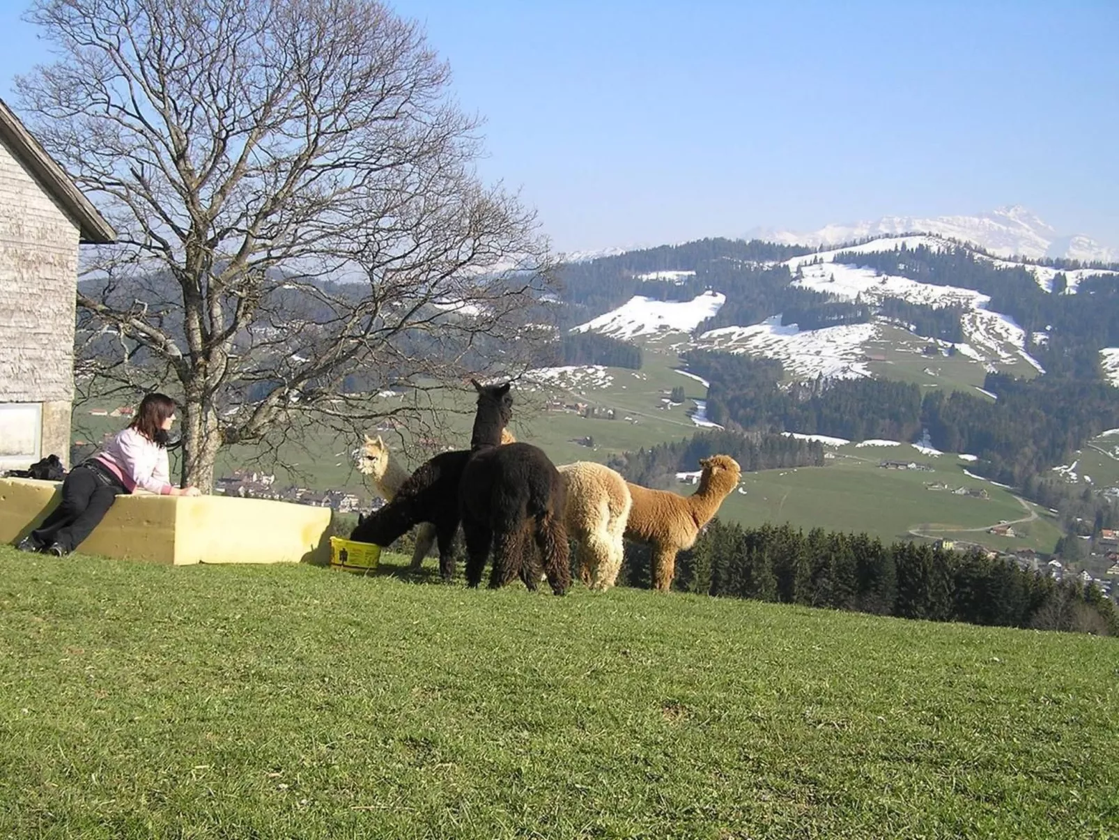 Alpakahof Ferien-Image-tags.info