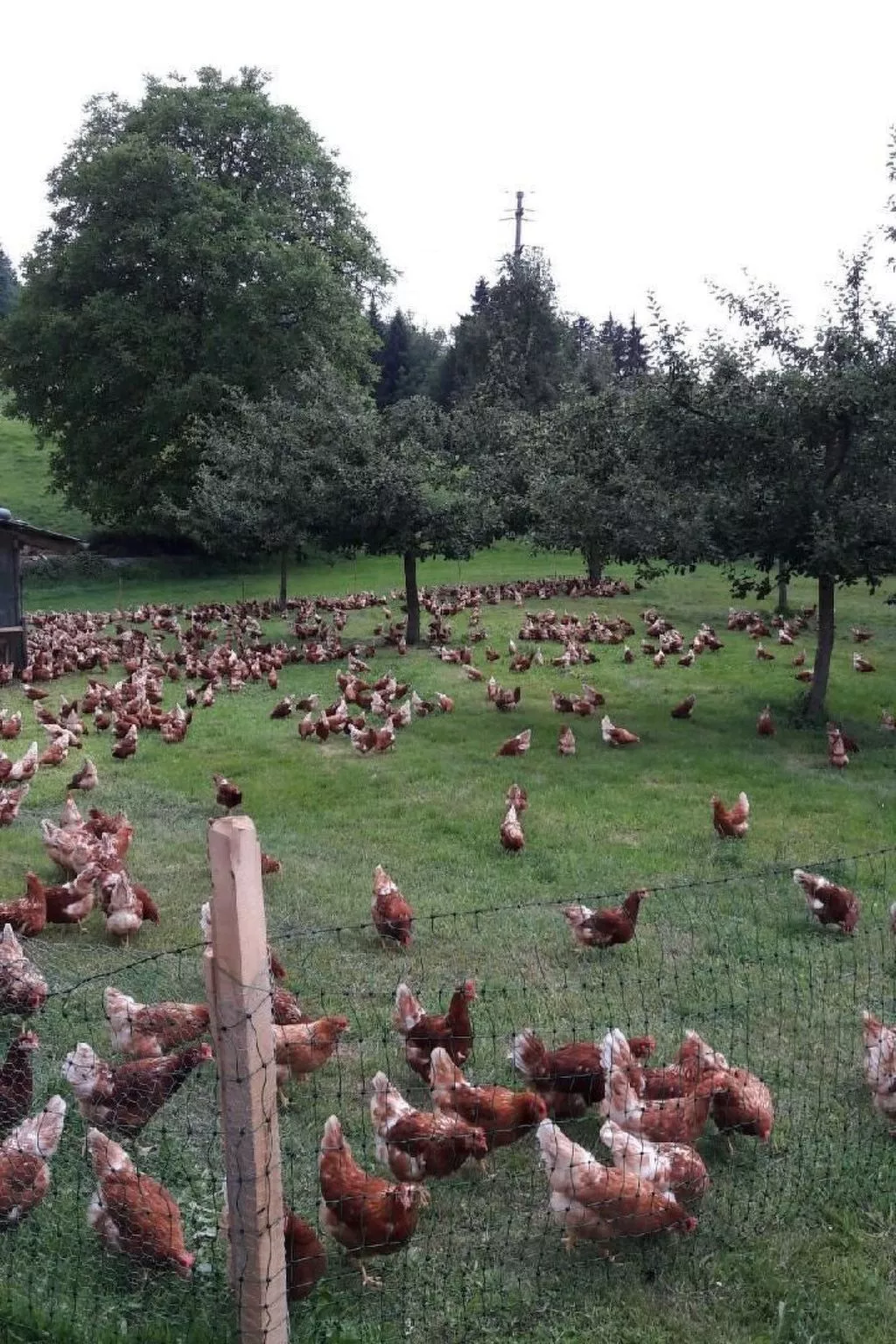 Auf dem Bauernhof-Image-tags.info