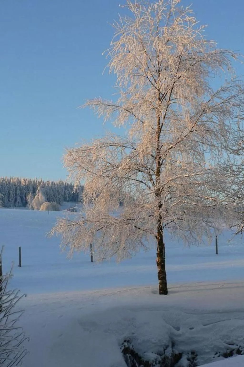 Wiesengrund-Image-tags.info