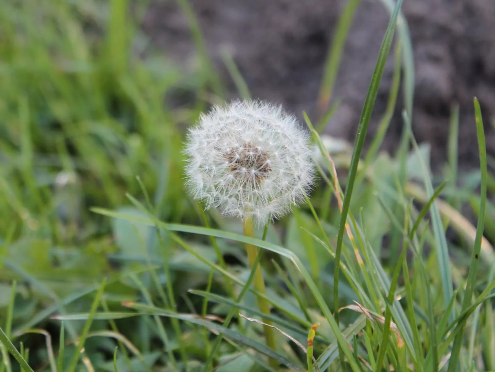 Bungalow Waldidyll-Buiten