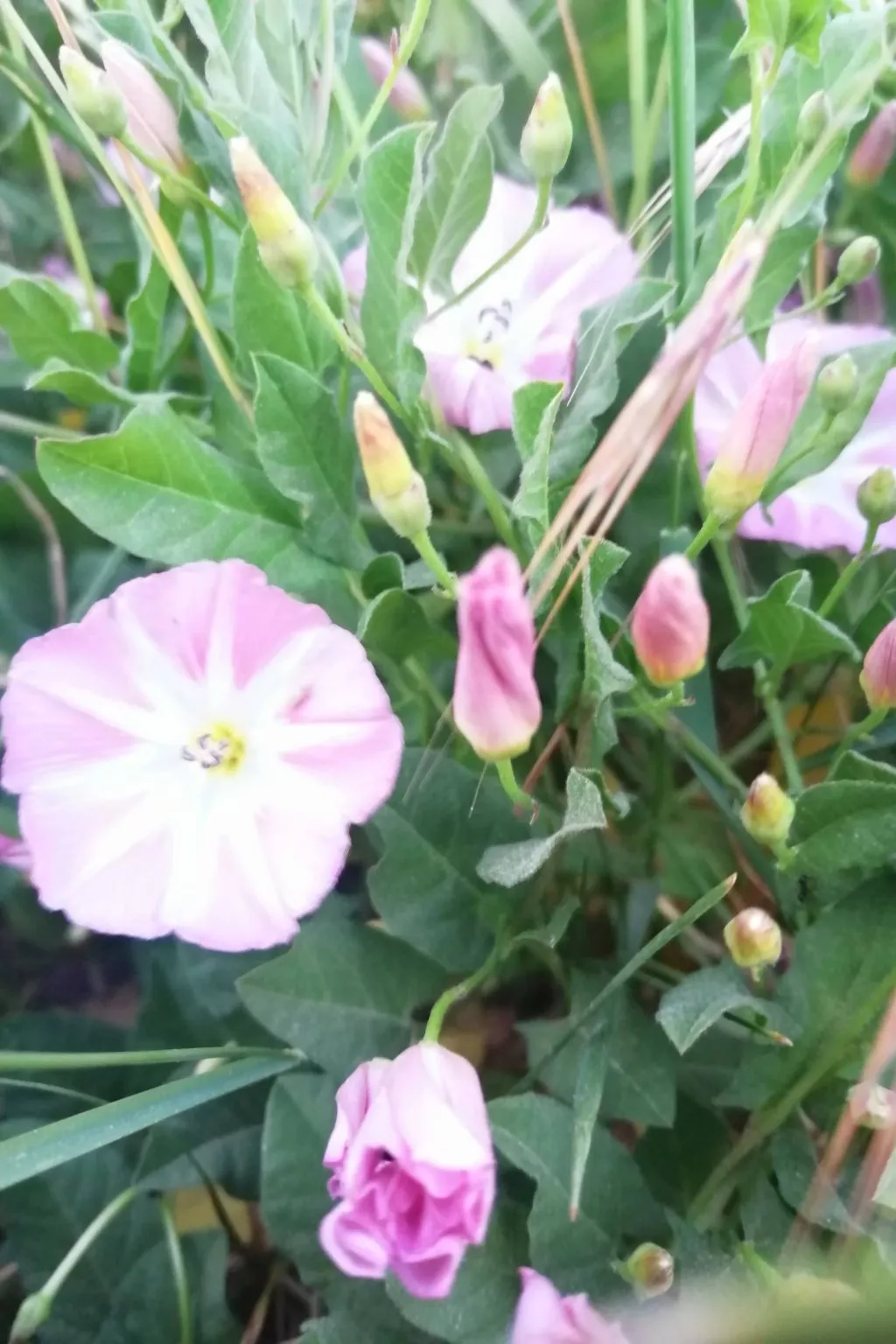 Landhaus Müritzliebe-Binnen