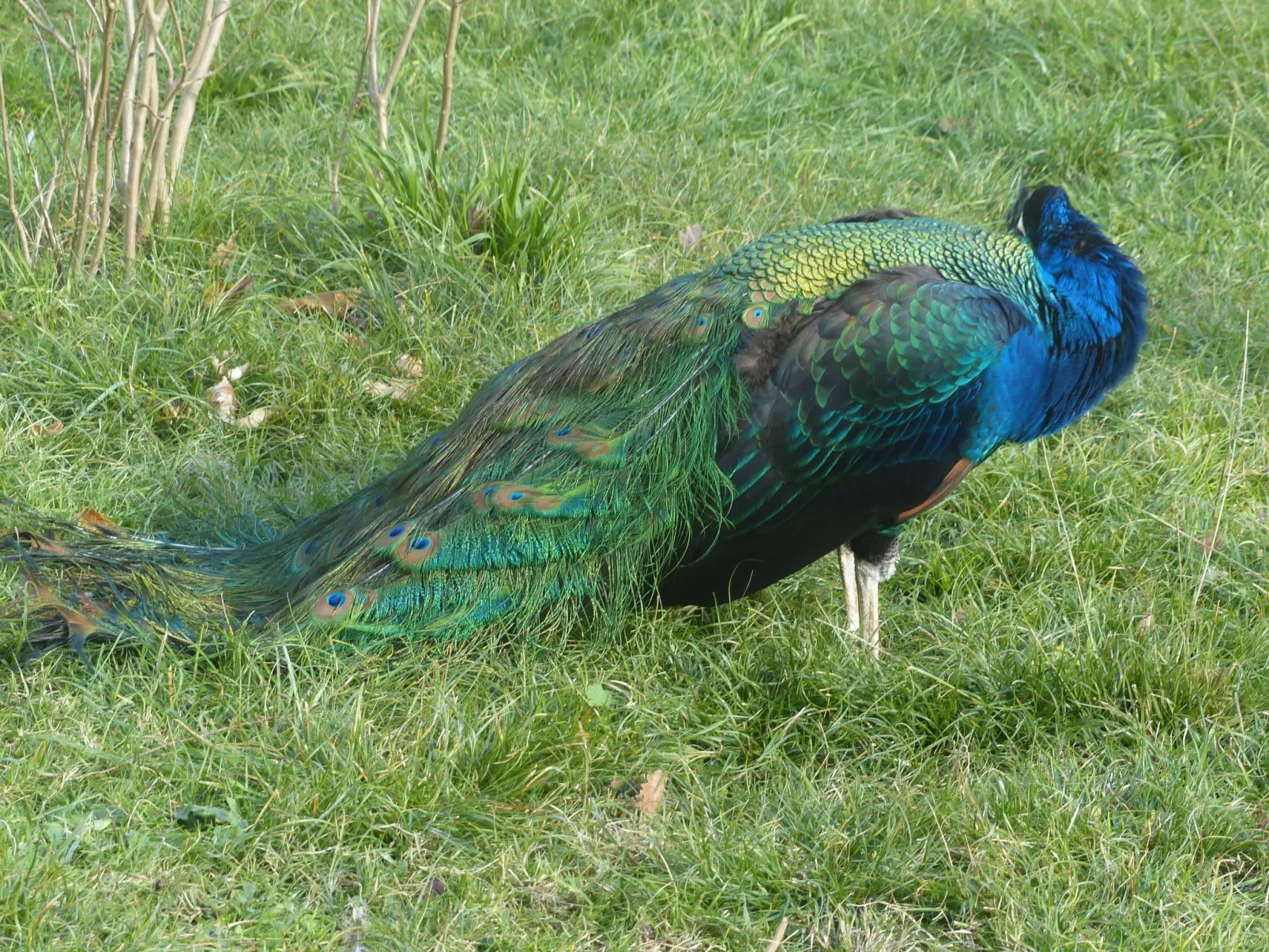 La Ferme des Paons-Binnen