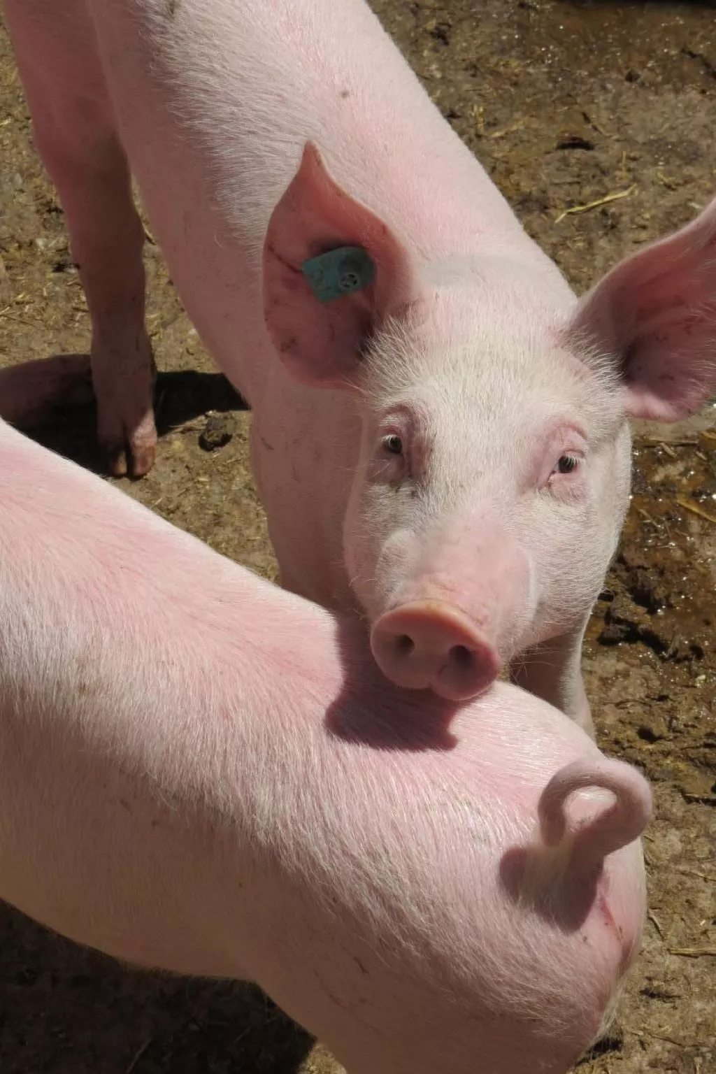 Burehof Waltrigen-Image-tags.info