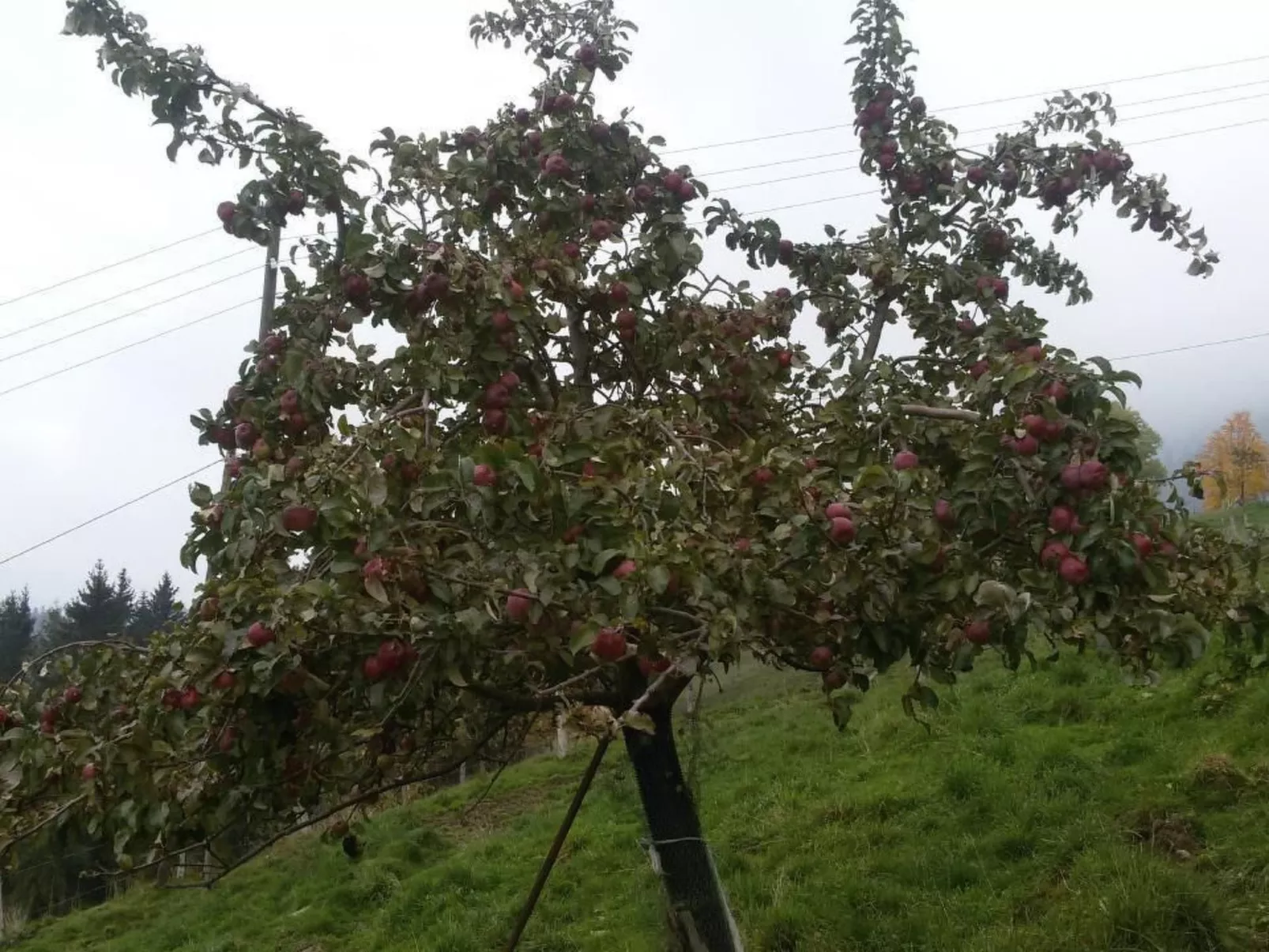 Eygrat-Image-tags.info