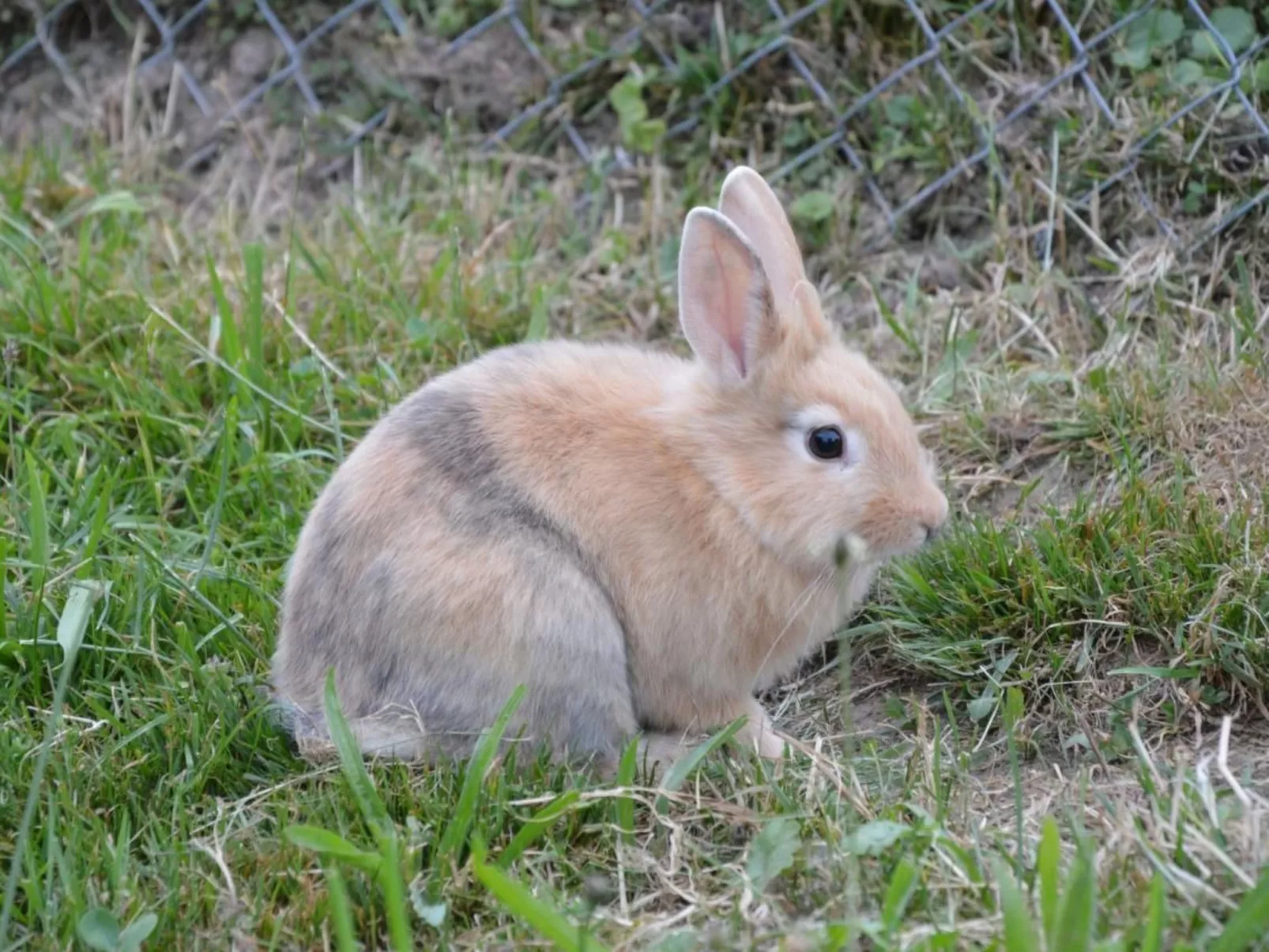 Bauernhof Gerber-Buiten