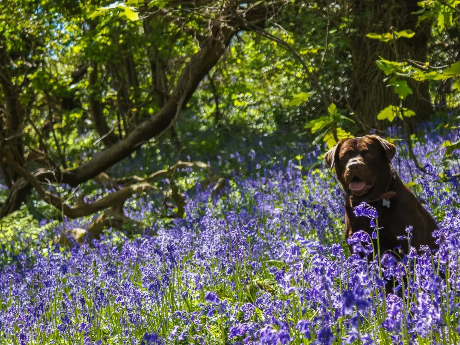 Anwesen mit Pool-Binnen