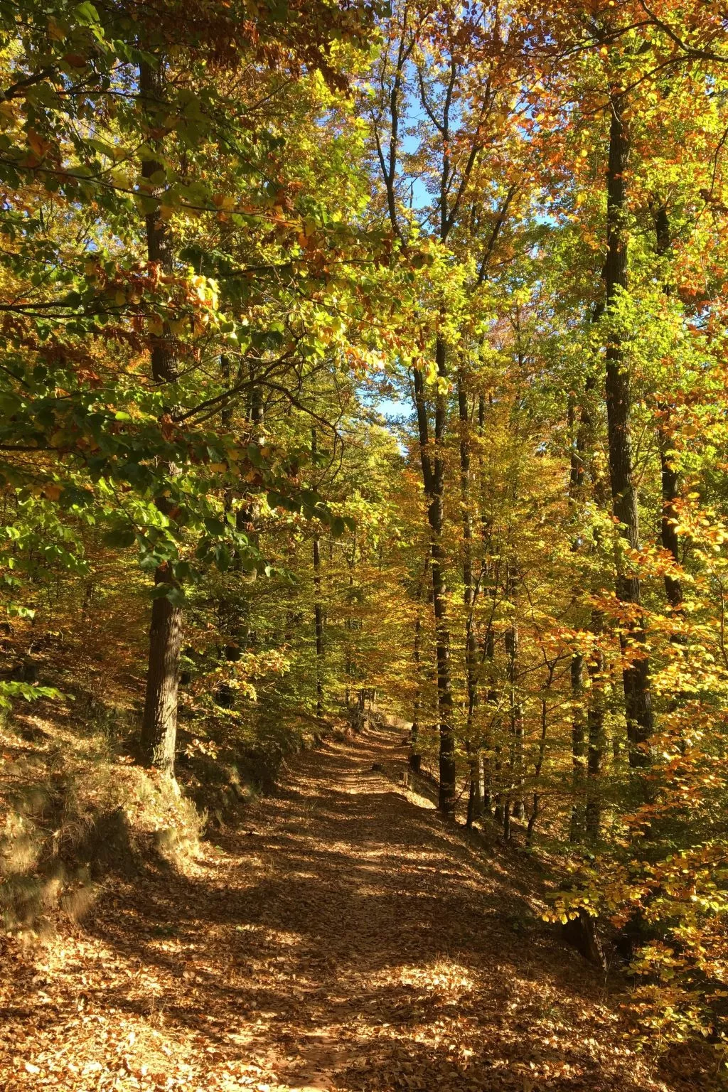 Trifels-Image-tags.info