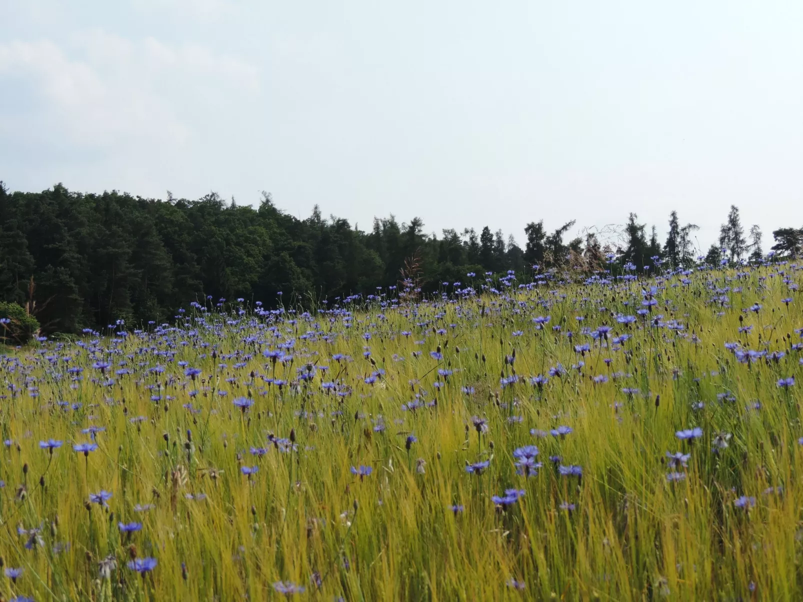 Ederseeblick in Bringhausen am Edersee-Binnen