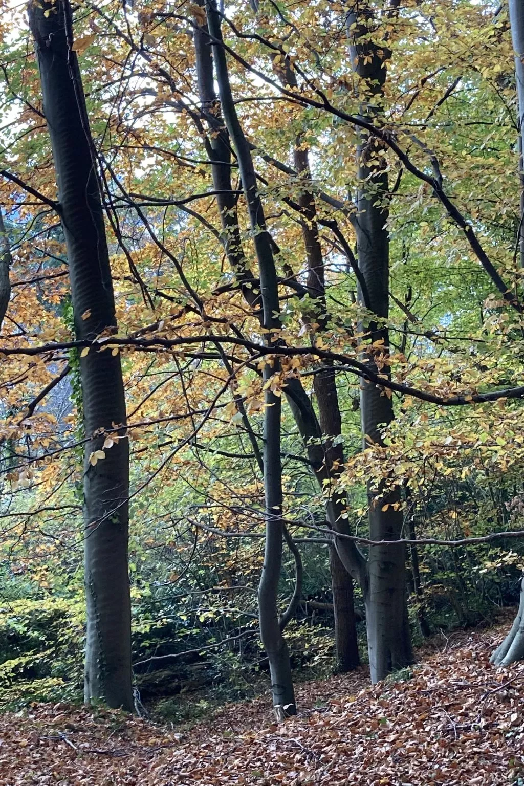 Strandnahe Ferienwohnung in ruhiger Lage-Binnen