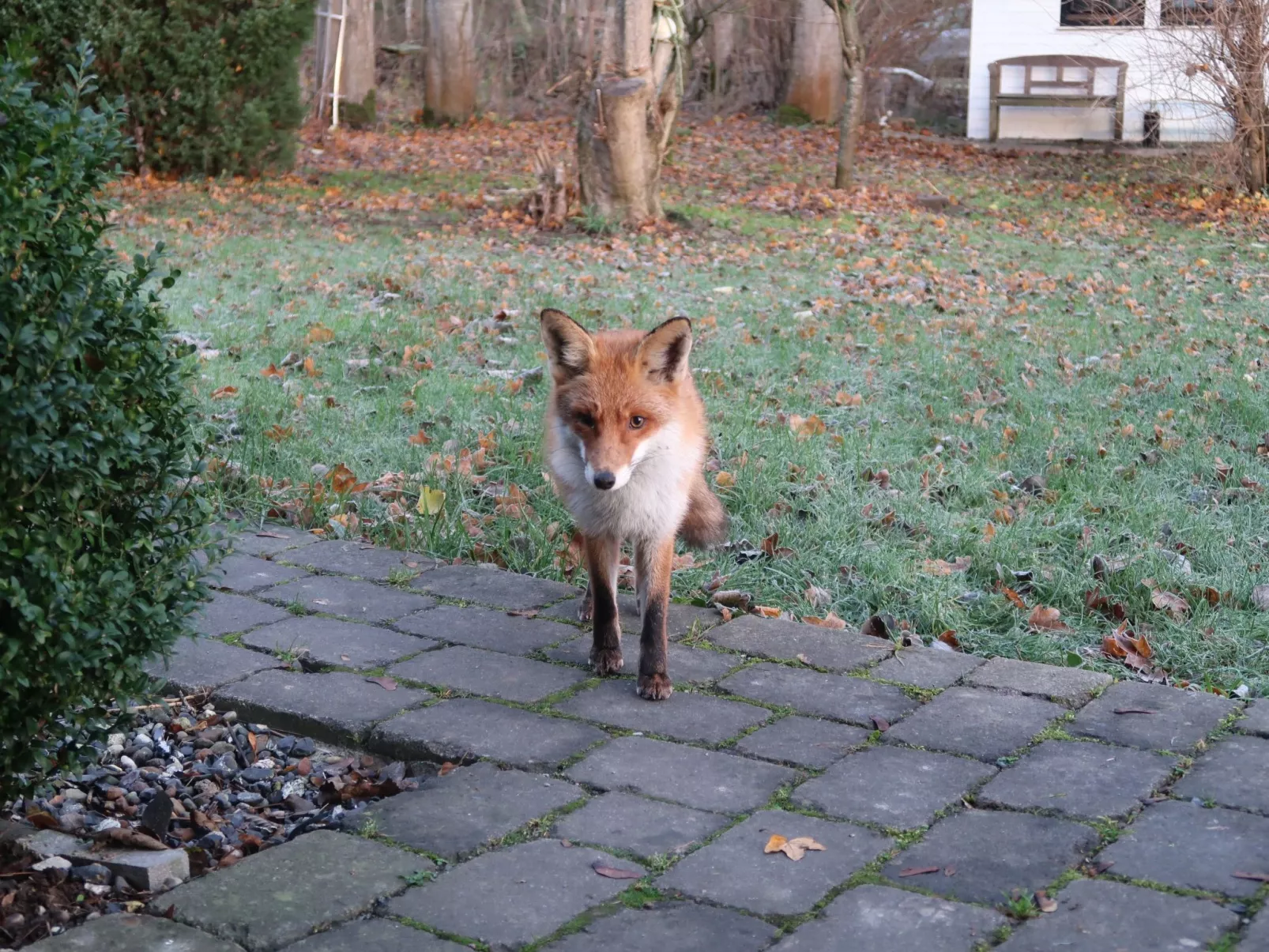 Haus-Zauberblau-Binnen