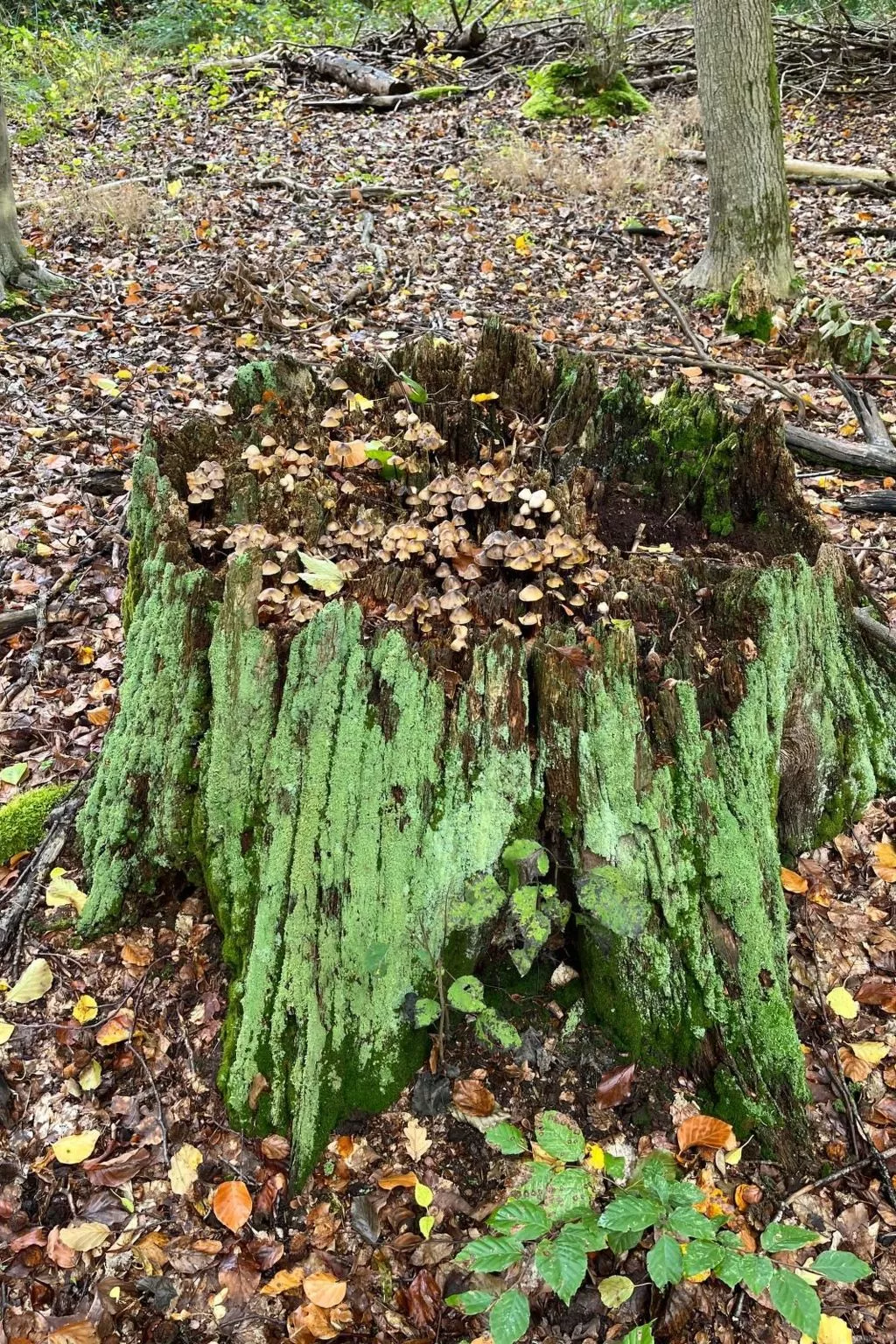 Landurlaub Mecklenburgische Seenplatte b. Waren Müritz-Binnen