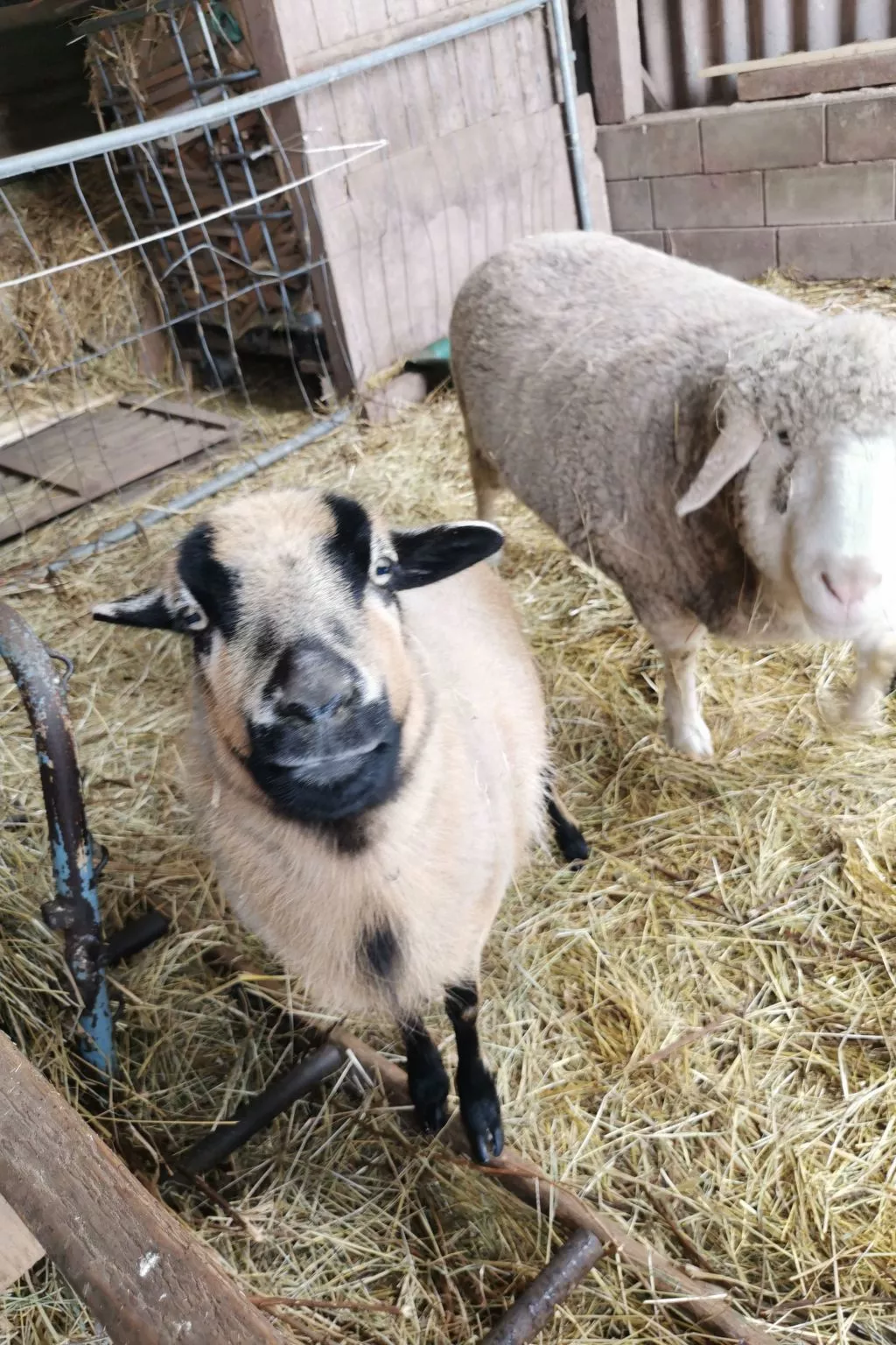 Scheunen Nest-Buiten