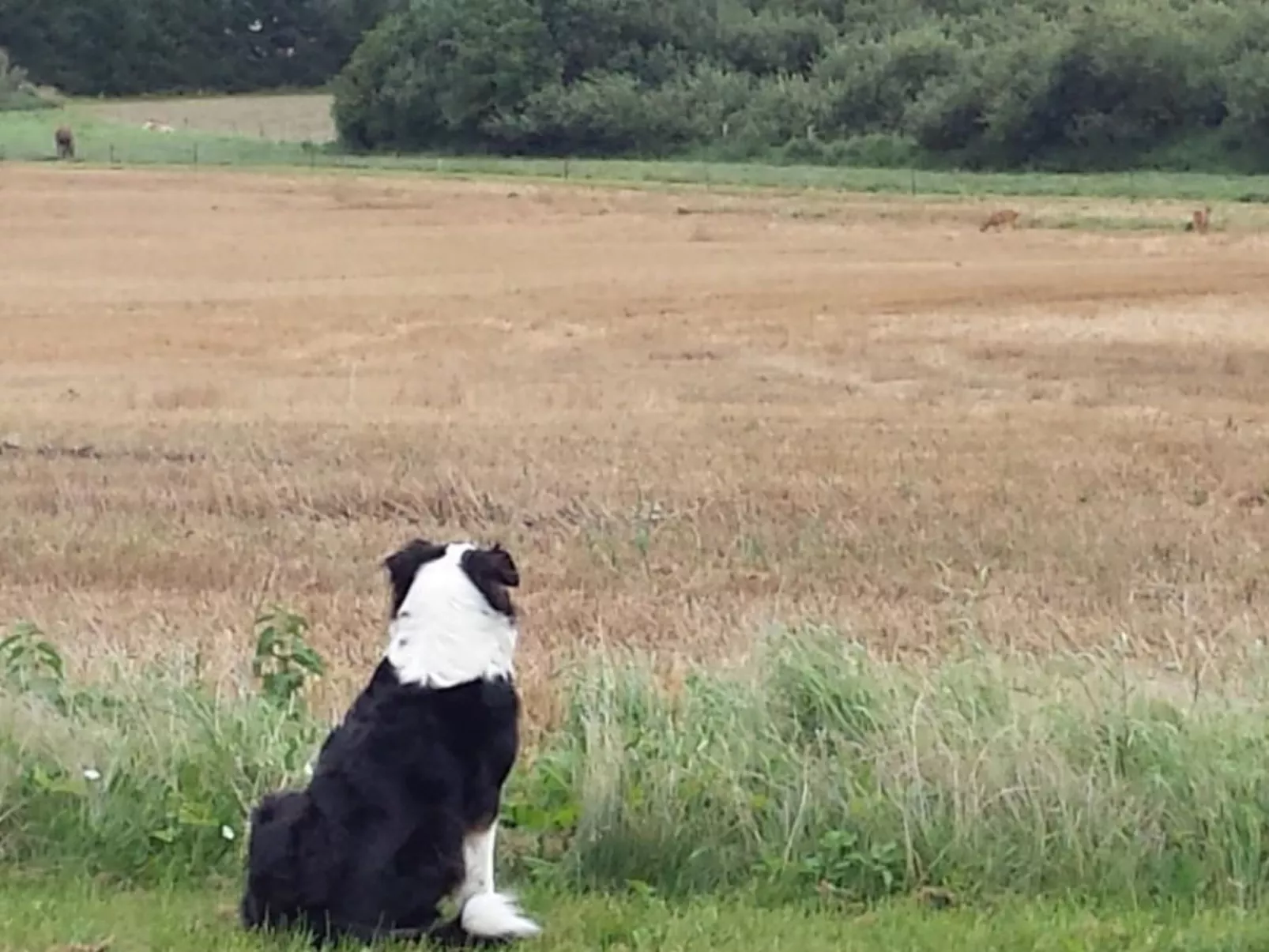 Schmetterling-Binnen
