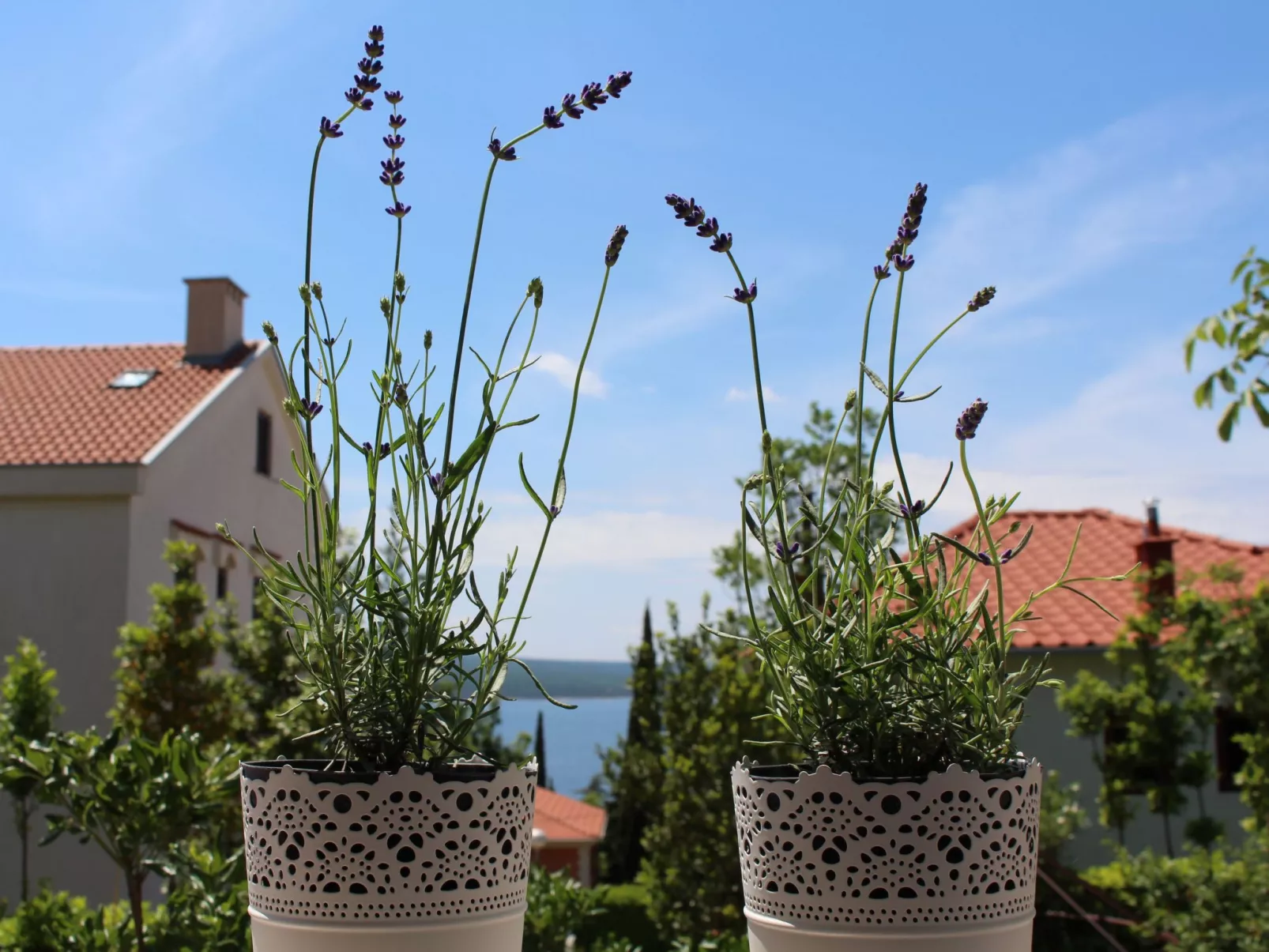 Marija1-Image-tags.info