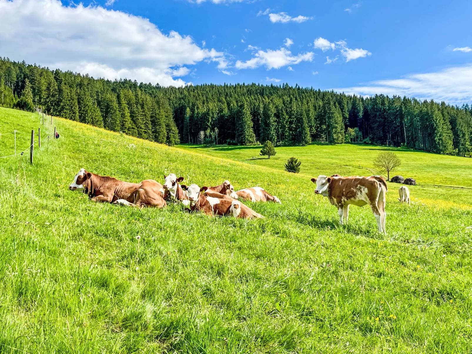 Fichtenstueble-Omgeving