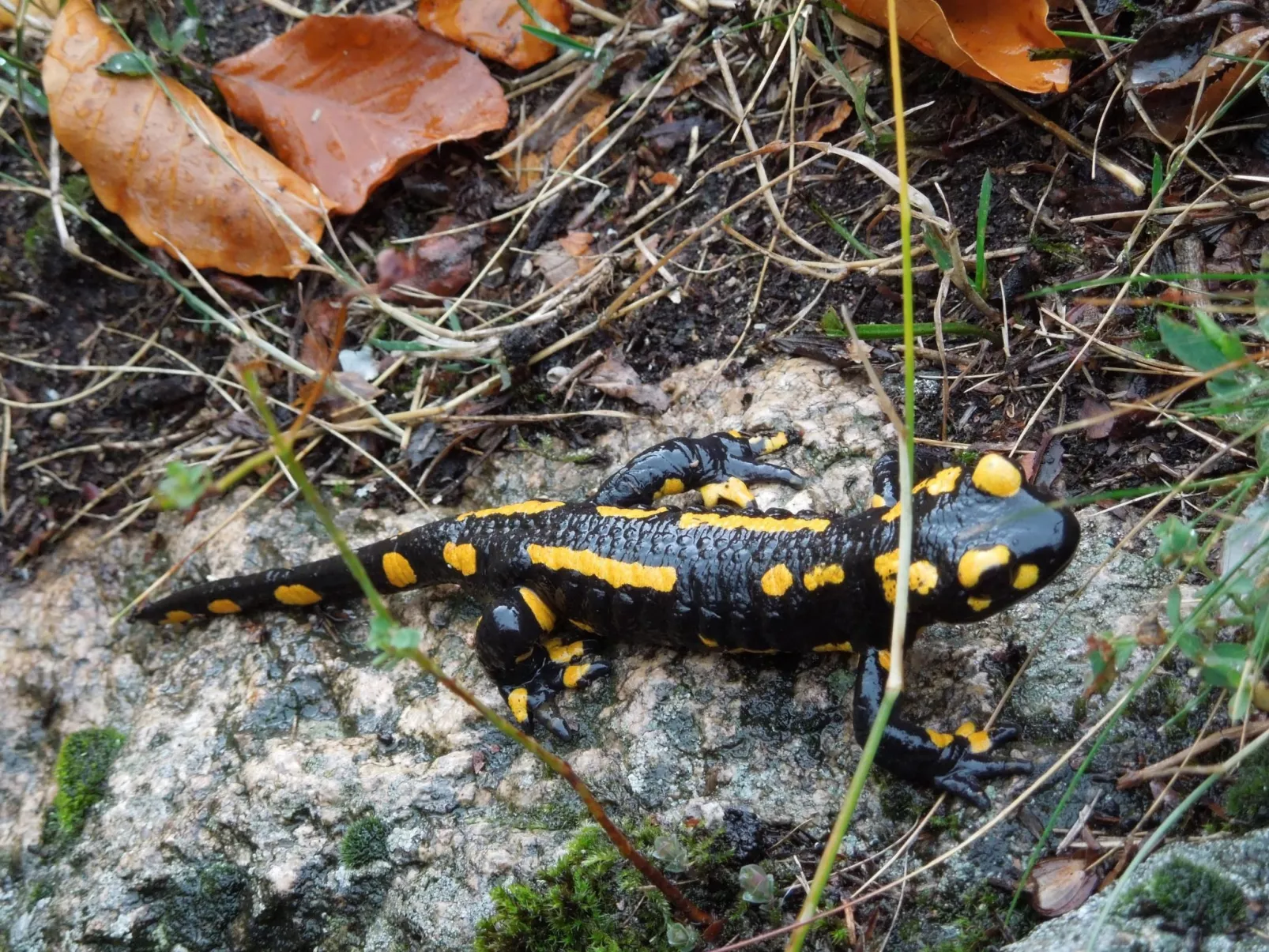Blockhaus Bodefall-Buiten