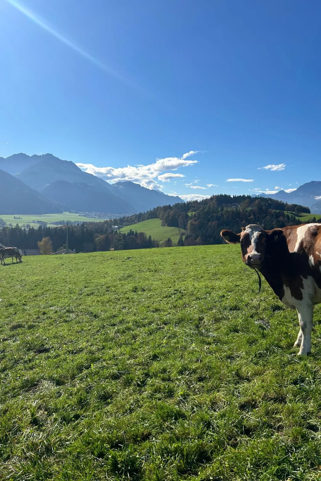 Wimmerhof - Appartement Bergsonne-Buiten