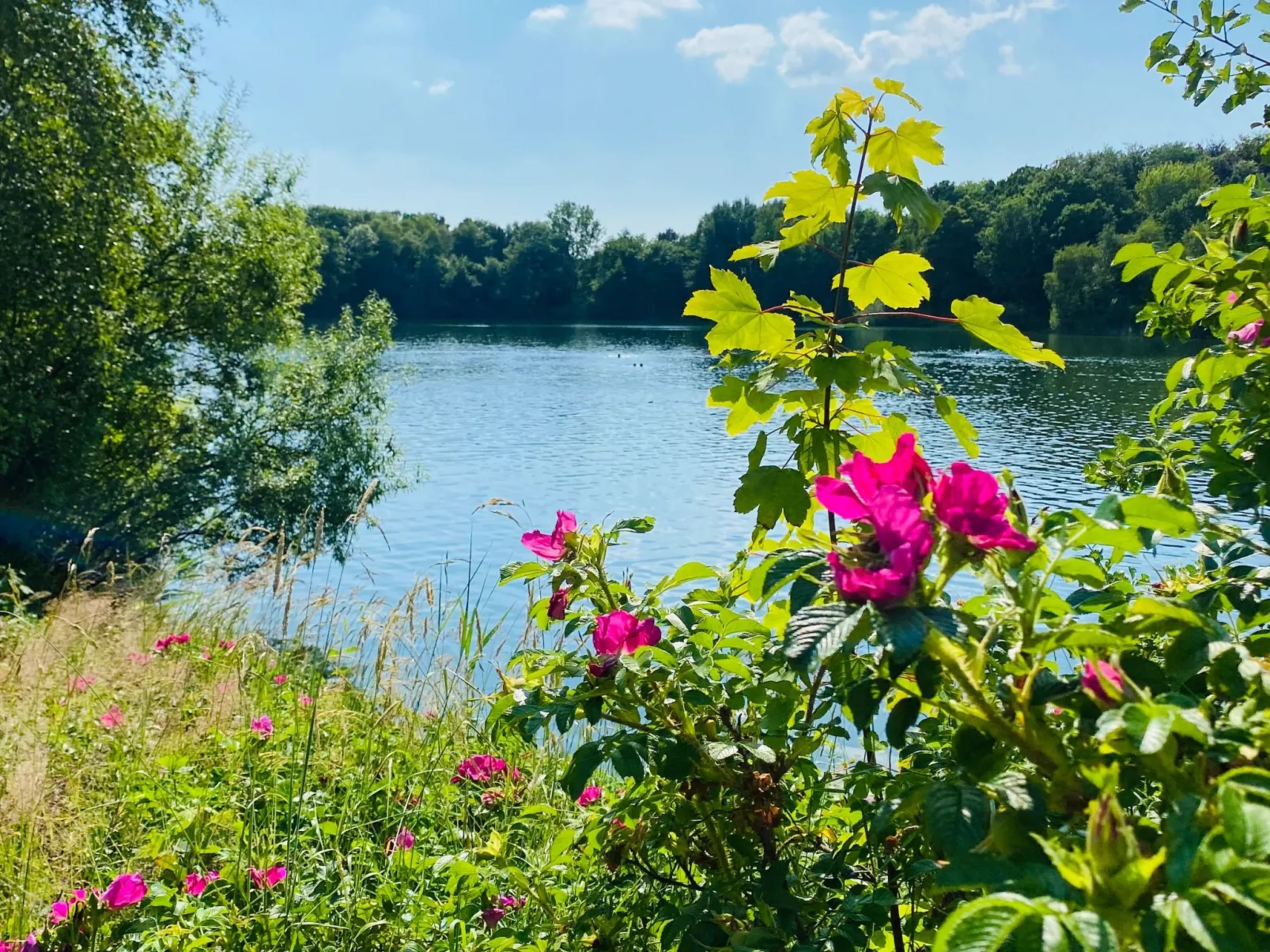 Bungalow Waldglück-Image-tags.info