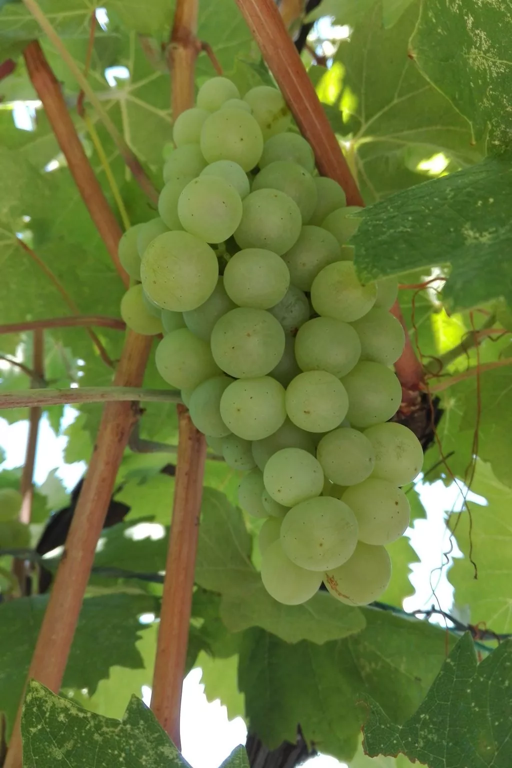 Wohnung mit Balkon und Meerblick-Binnen