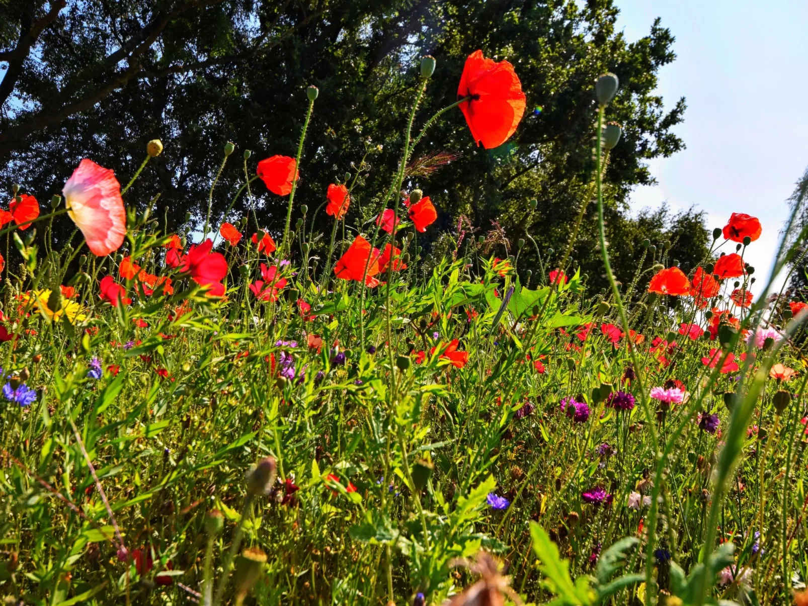 Familiäres, charmantes Appartement in Zingst-Binnen