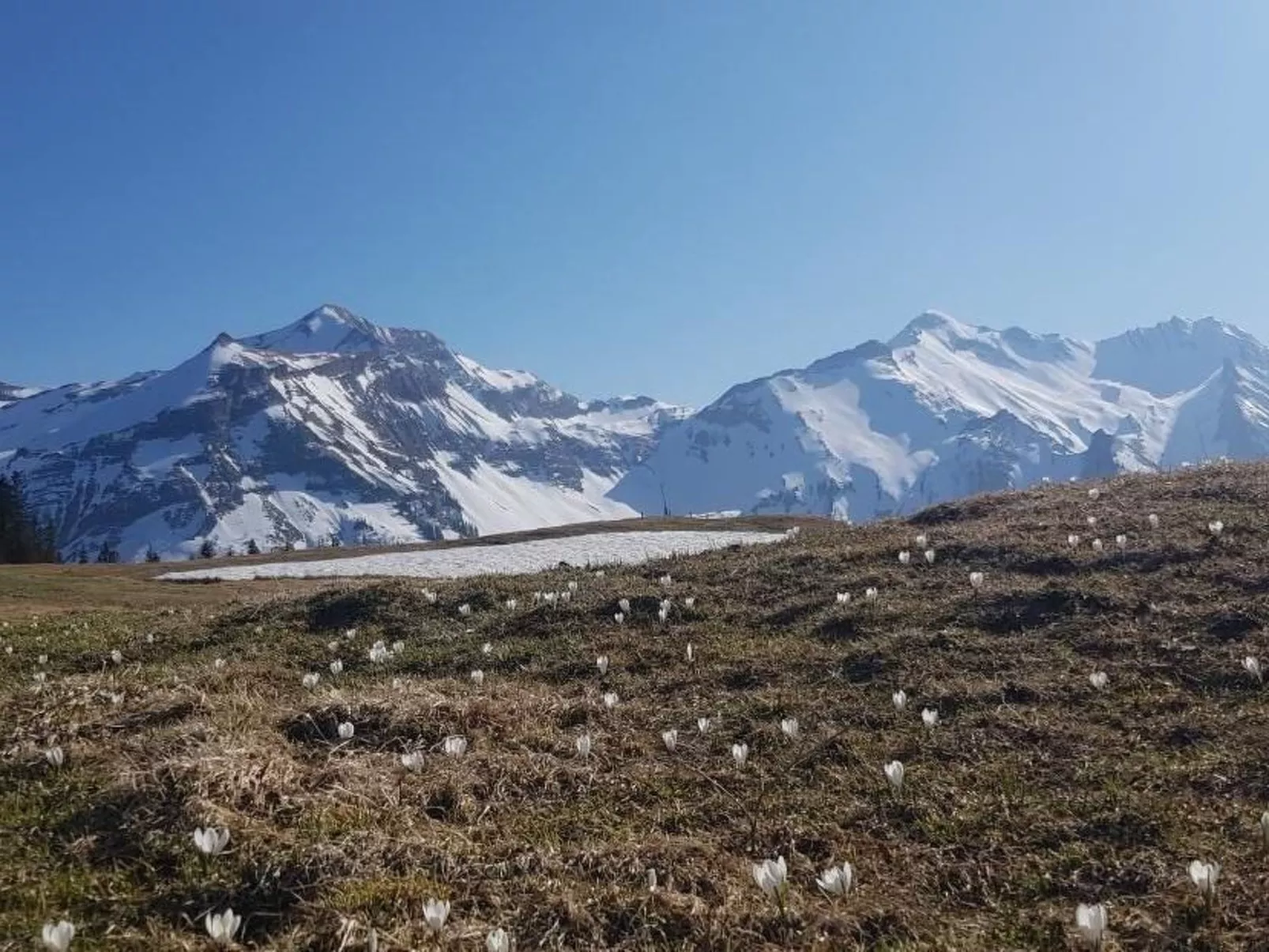 Kolibri Hochparterre-Image-tags.info