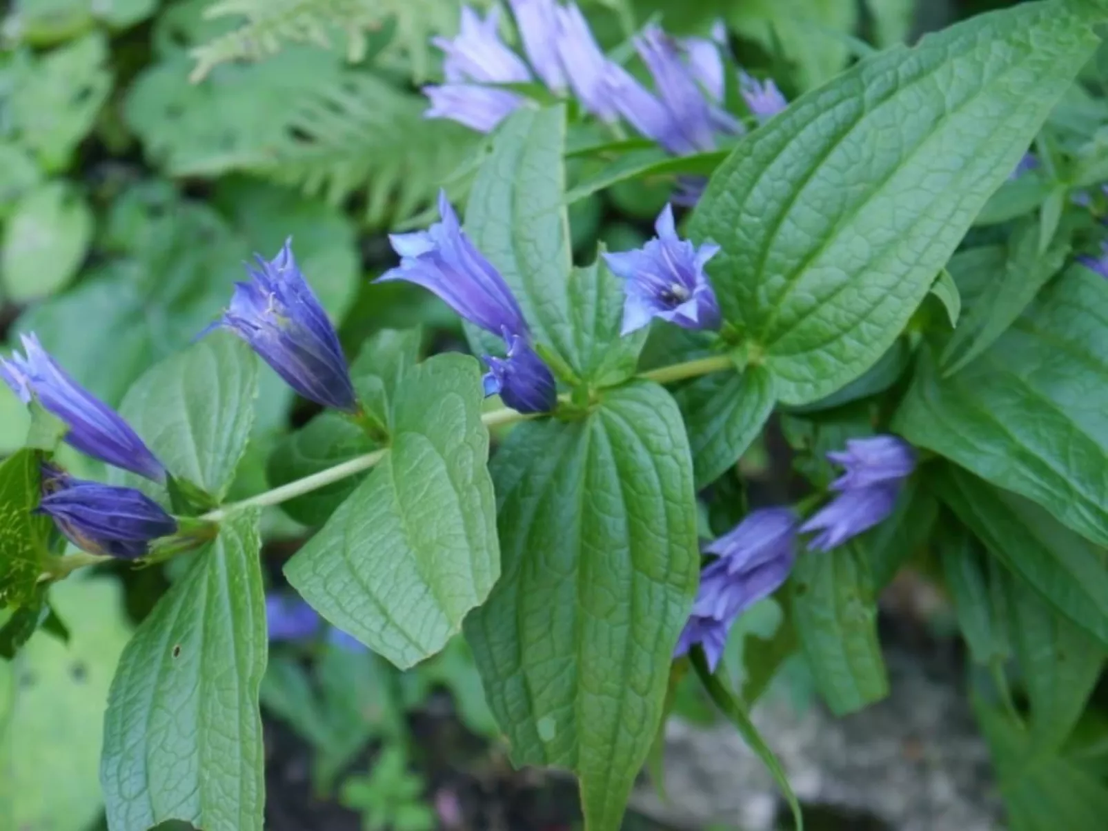 Chalet Birkli-Image-tags.info