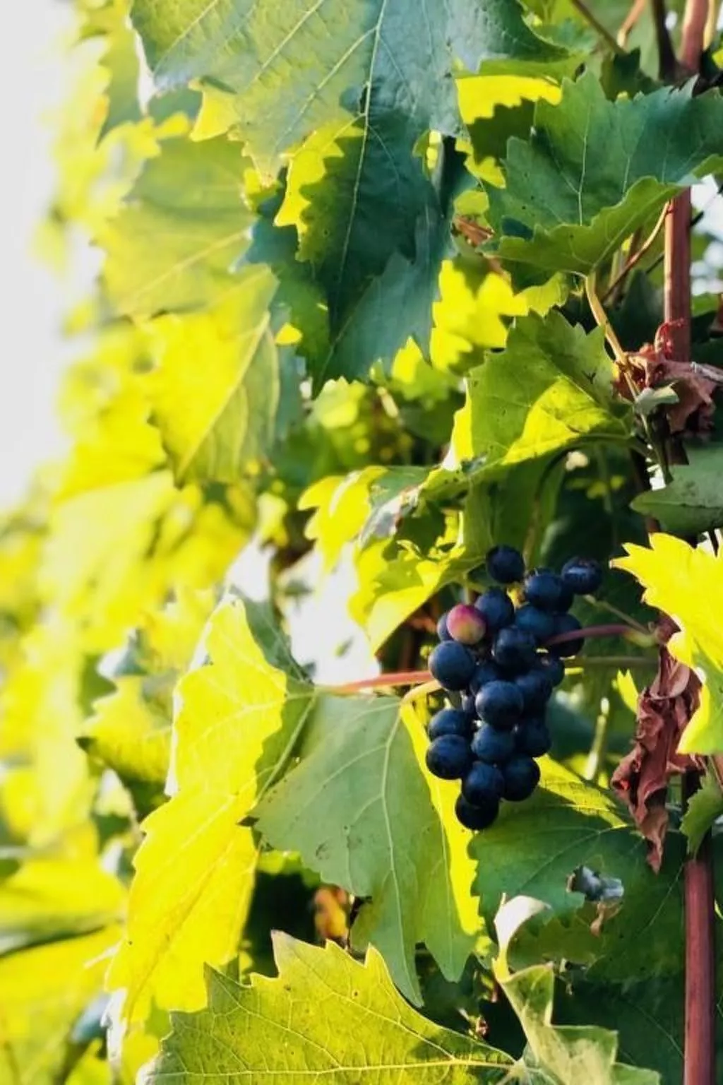 Chalet Mon Refuge St. Barbara, Leuk-Binnen