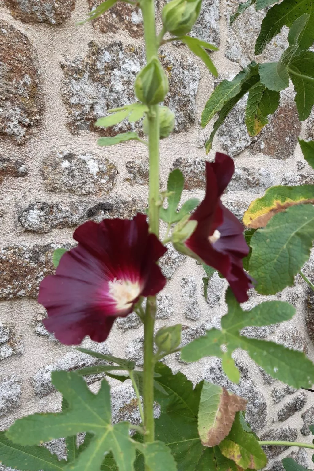 Finca "Motje" mit Aussicht-Buiten