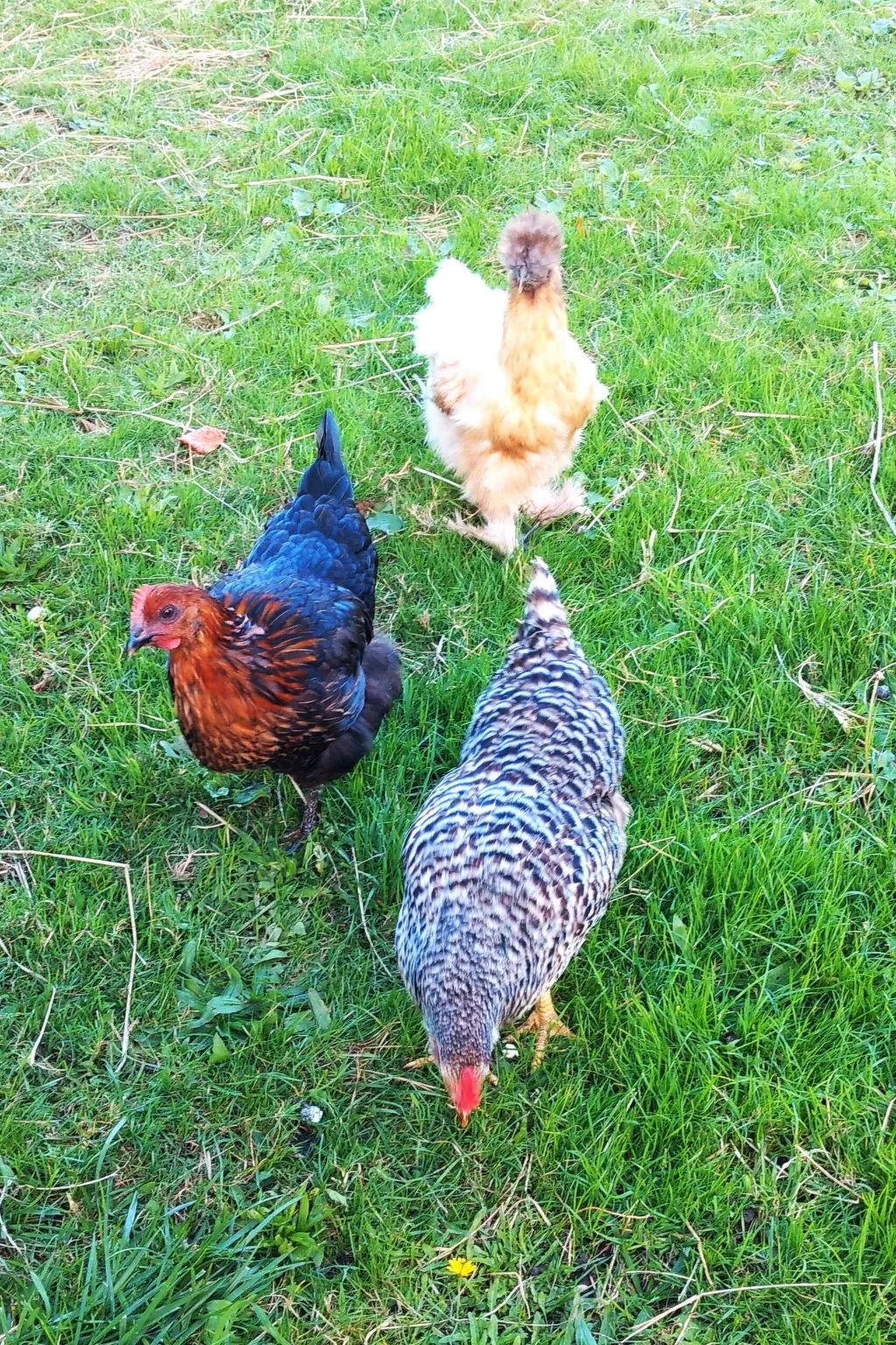 Charmantes großes Cottage zwischen Land und Meer-Image-tags.info