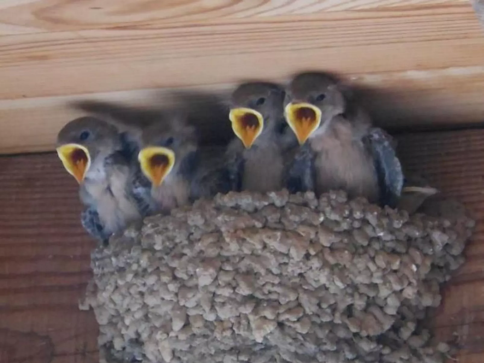 Gîte de Chapelèche Les Châtaigniers für 7 Pers.-Binnen