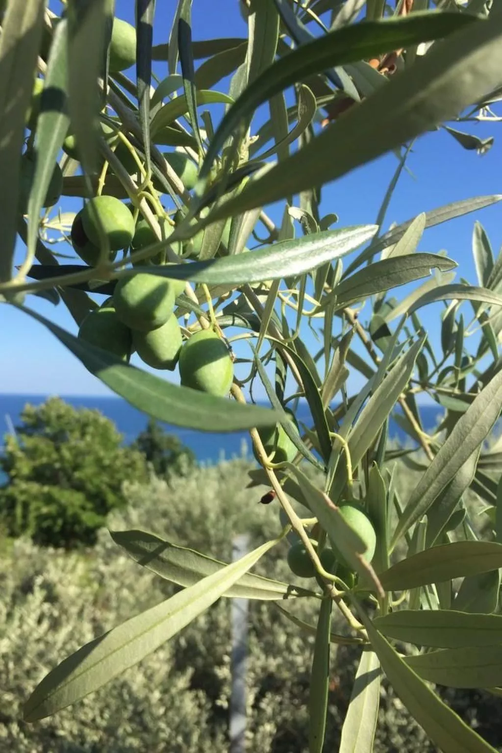 Olivia Sea Cottage-Buiten