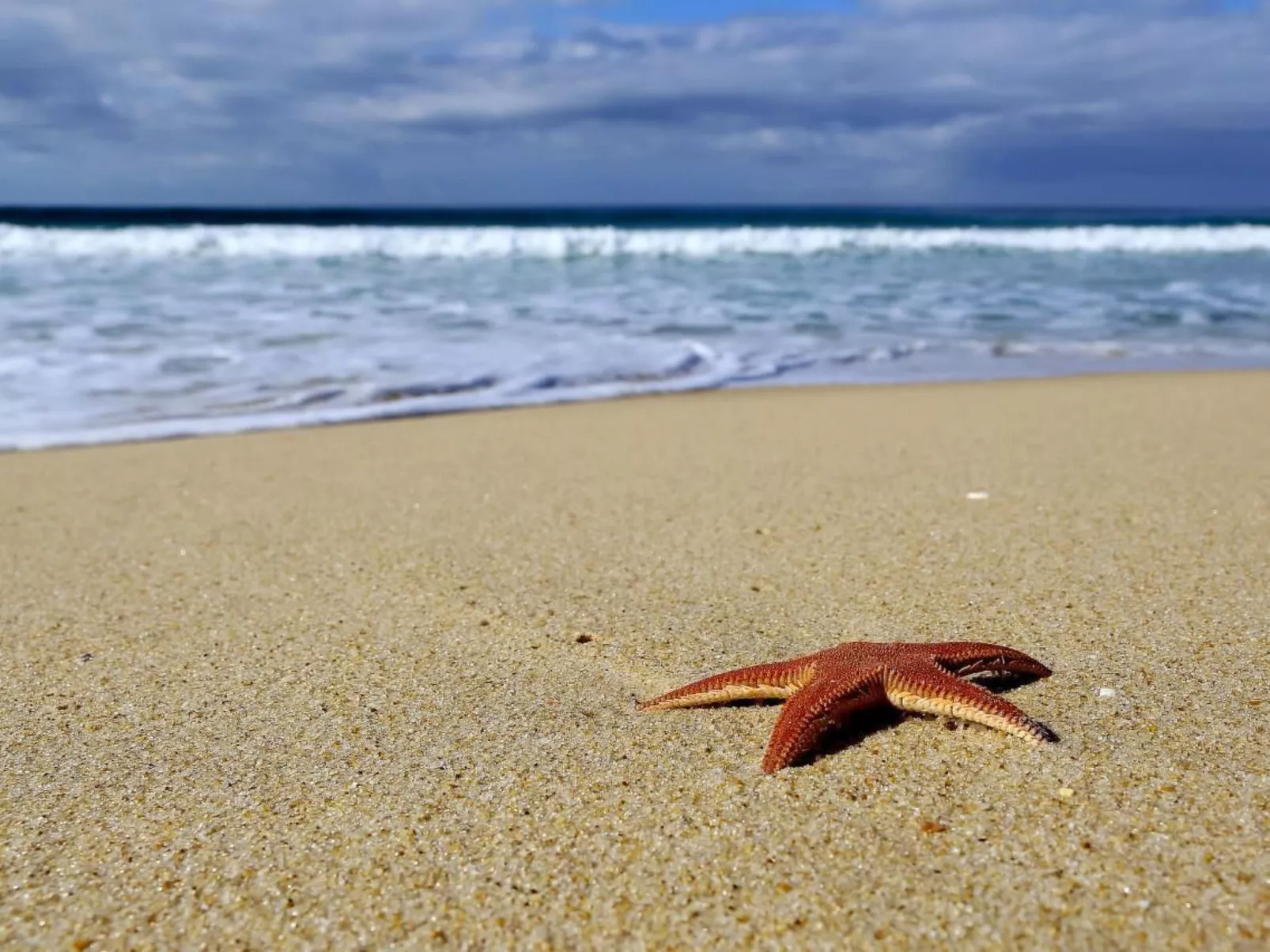 Exklusive Design-Villa in den Dünen, Pool auf dem Dach-Buiten