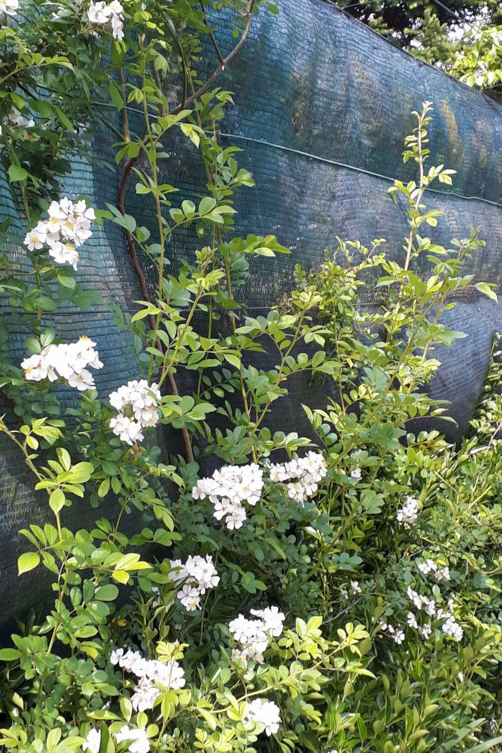 Quinta D'Avó Amélia, wunderschönes Landhaus zwischen den Bergen und dem Meer-Image-tags.info