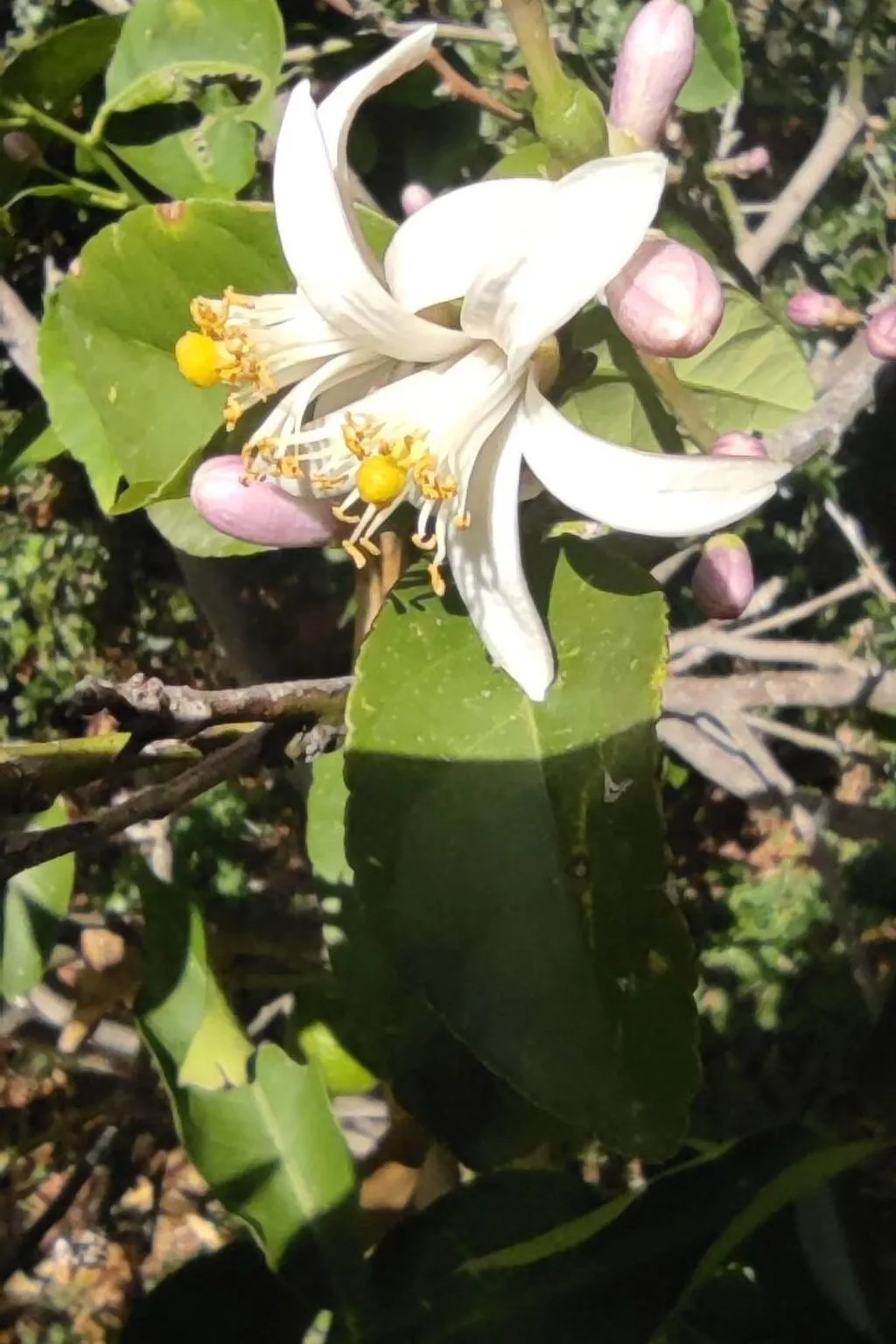 Pilias-Image-tags.info