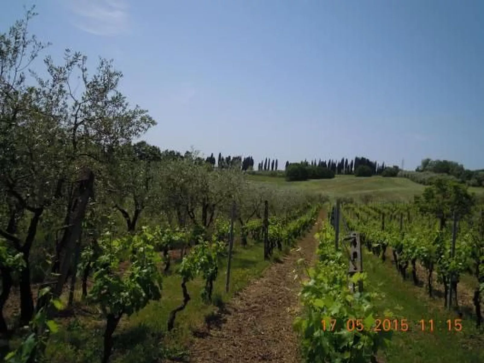 Appartement in Palaia mit Großem Garten-Buiten