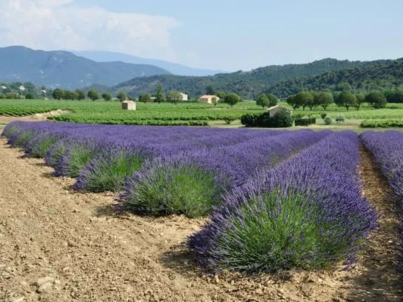 FERIENHAUS, FERIENHAUS "MAISON DE LAVANDE" (LAVENDELHAUS)-Buiten
