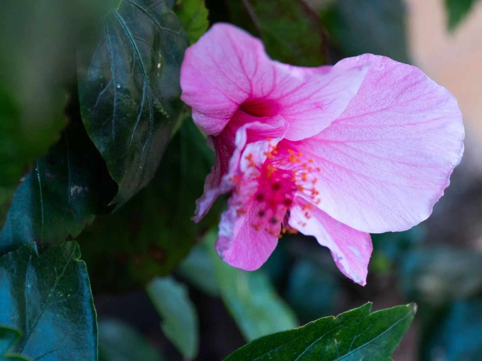 Typisch kanarische Finca Elena mit eigenem Pool-Buiten