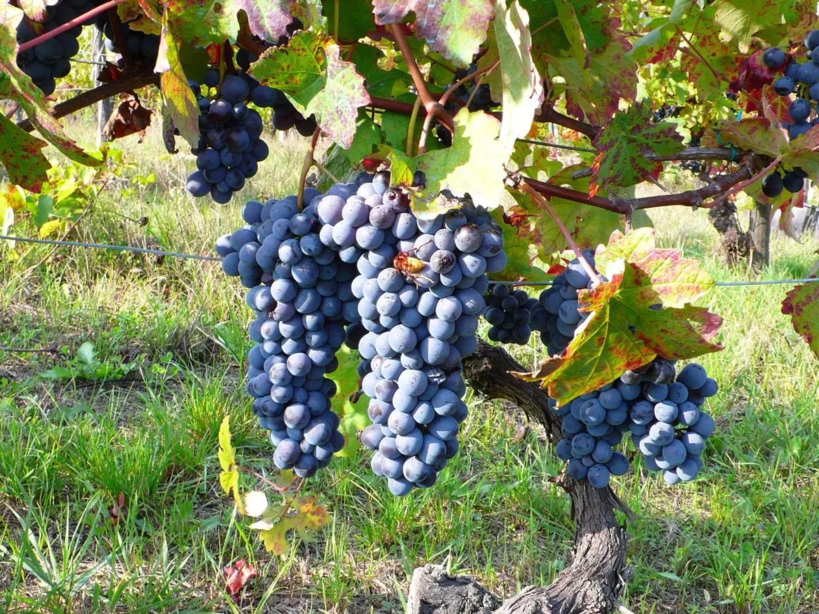 'Barbera' mit Pool-Buiten