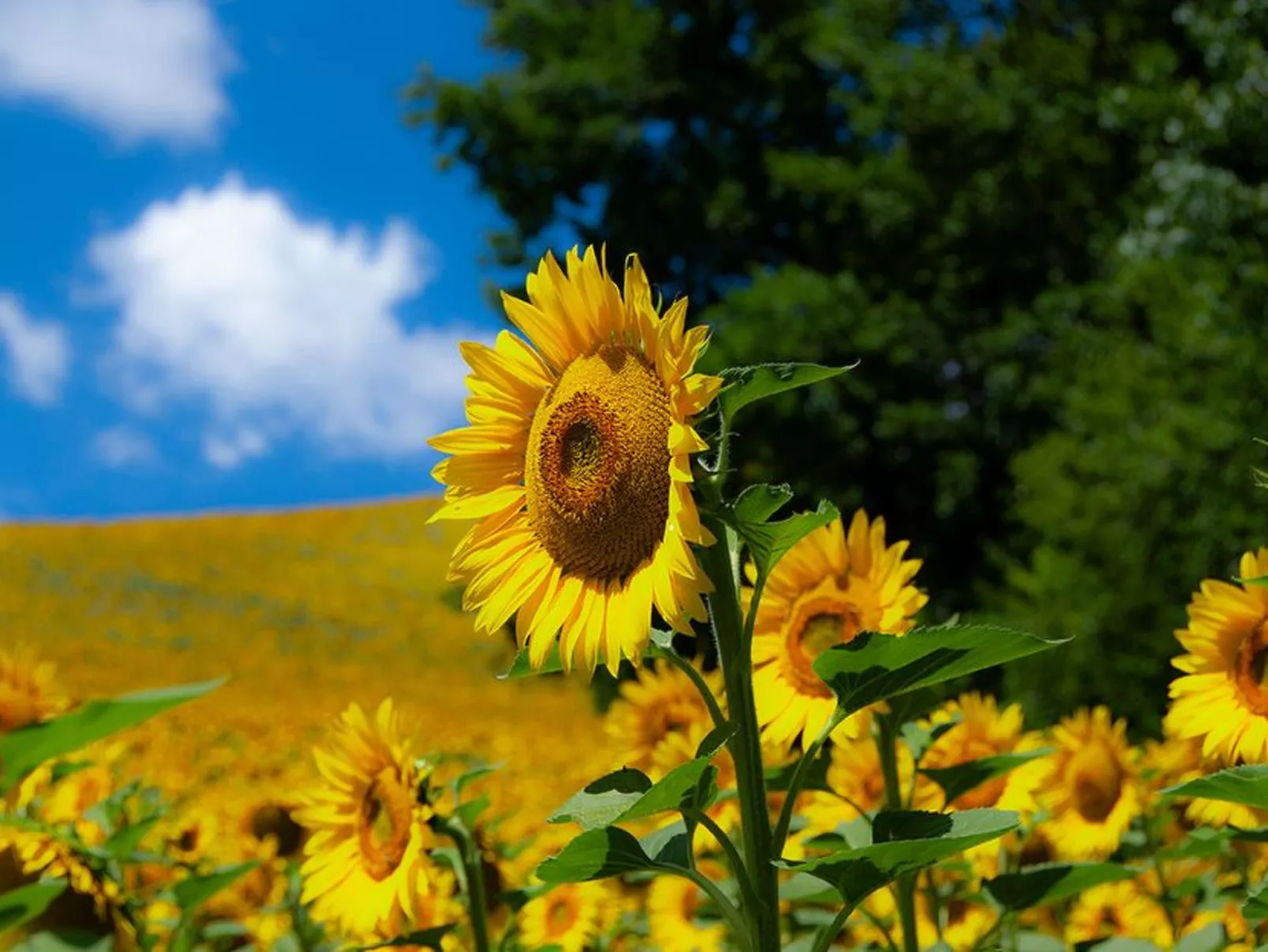 Ferienwohnung-Buiten
