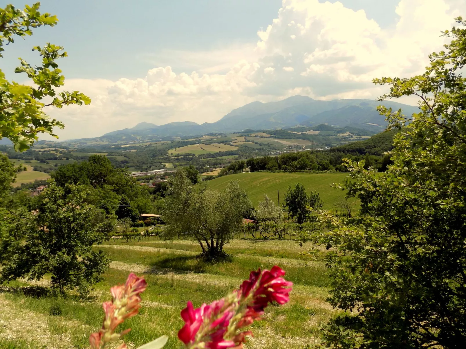 Rose in Cagli-Image-tags.info