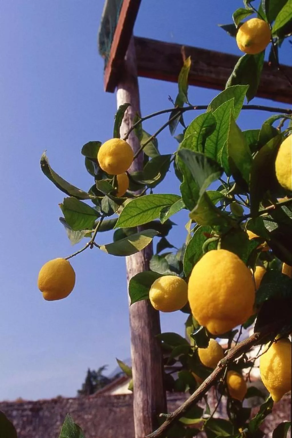 'La Casetta Limone - Buiten