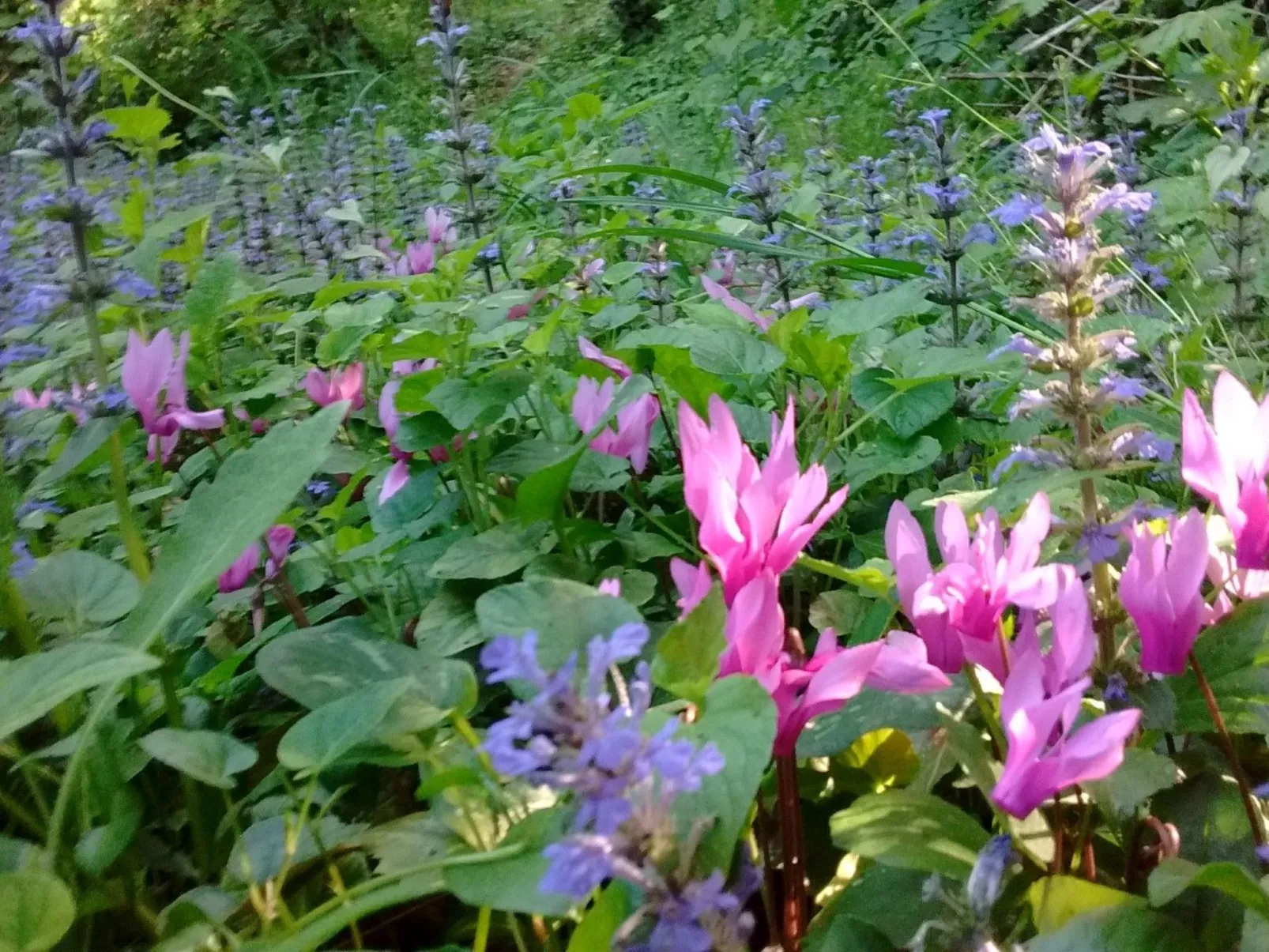 Wohnung Bosco-Buiten