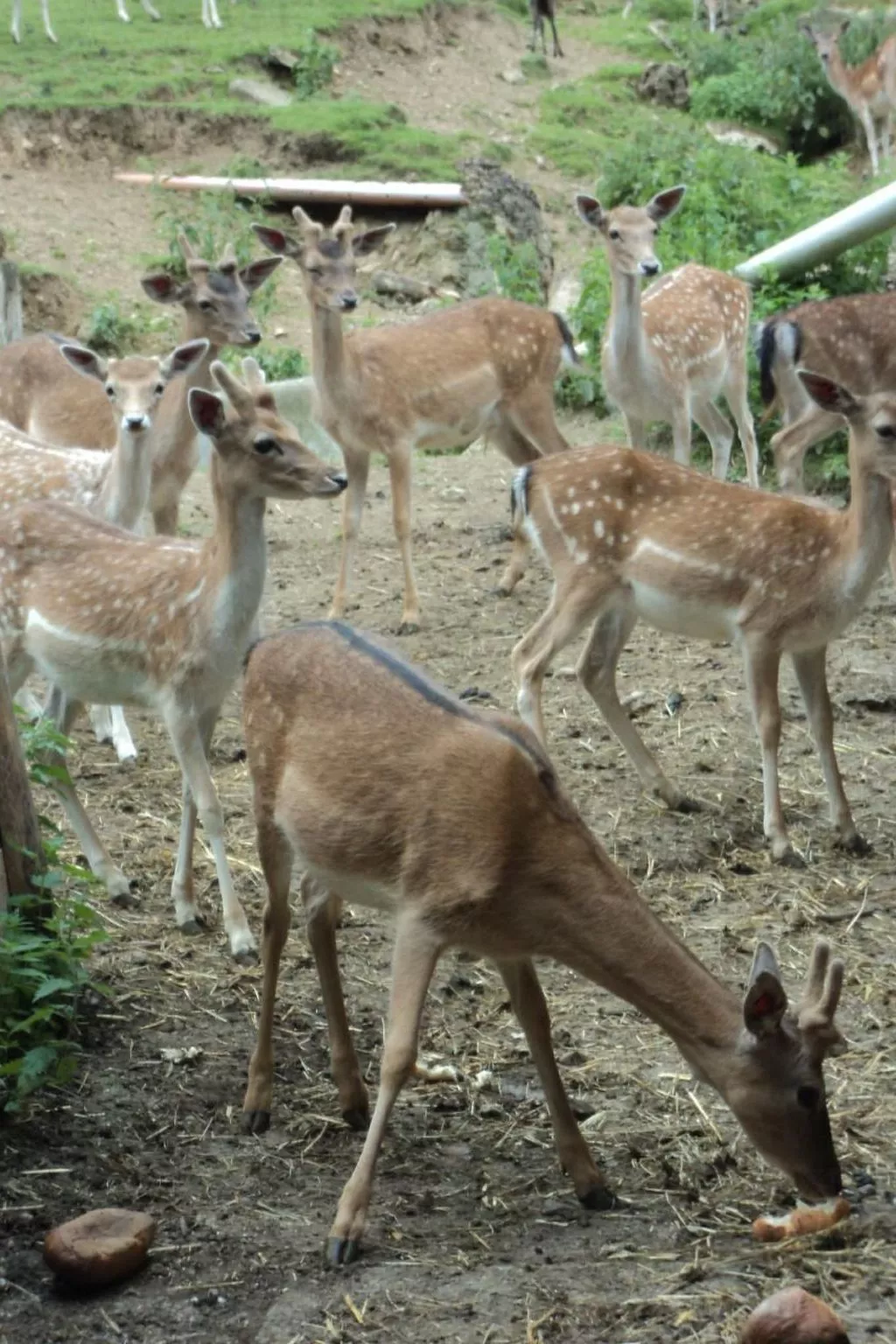 Bauernhof Sal-Image-tags.info