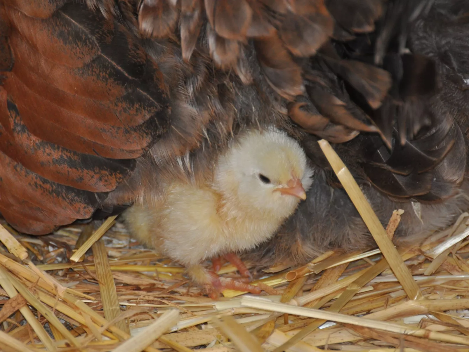 Chalet Staufenhof-Image-tags.info