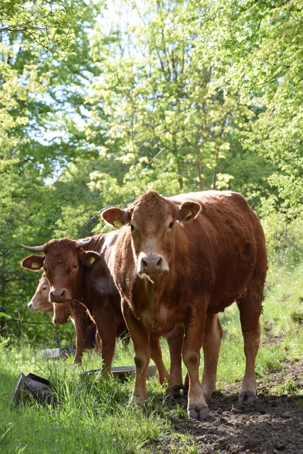 Stadt Apartement-Binnen