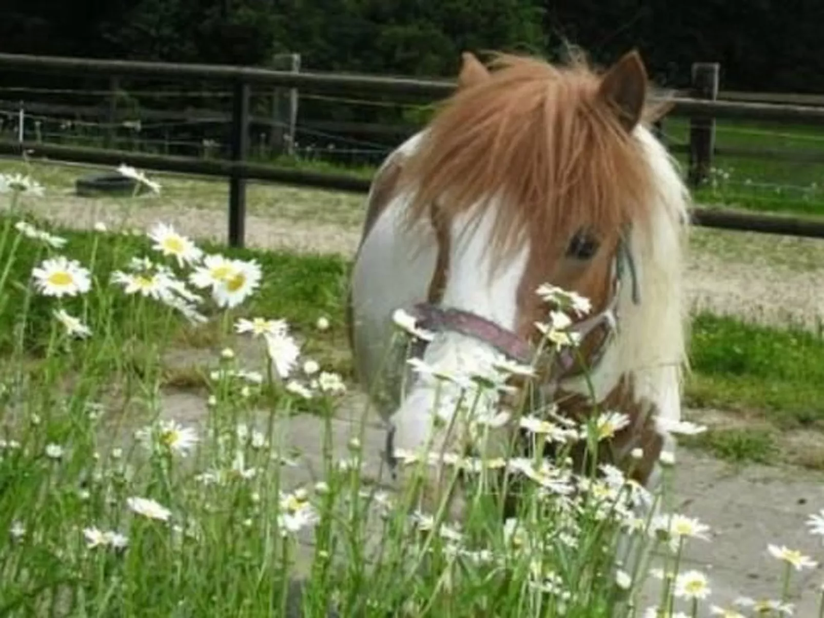 Muessache-Image-tags.info