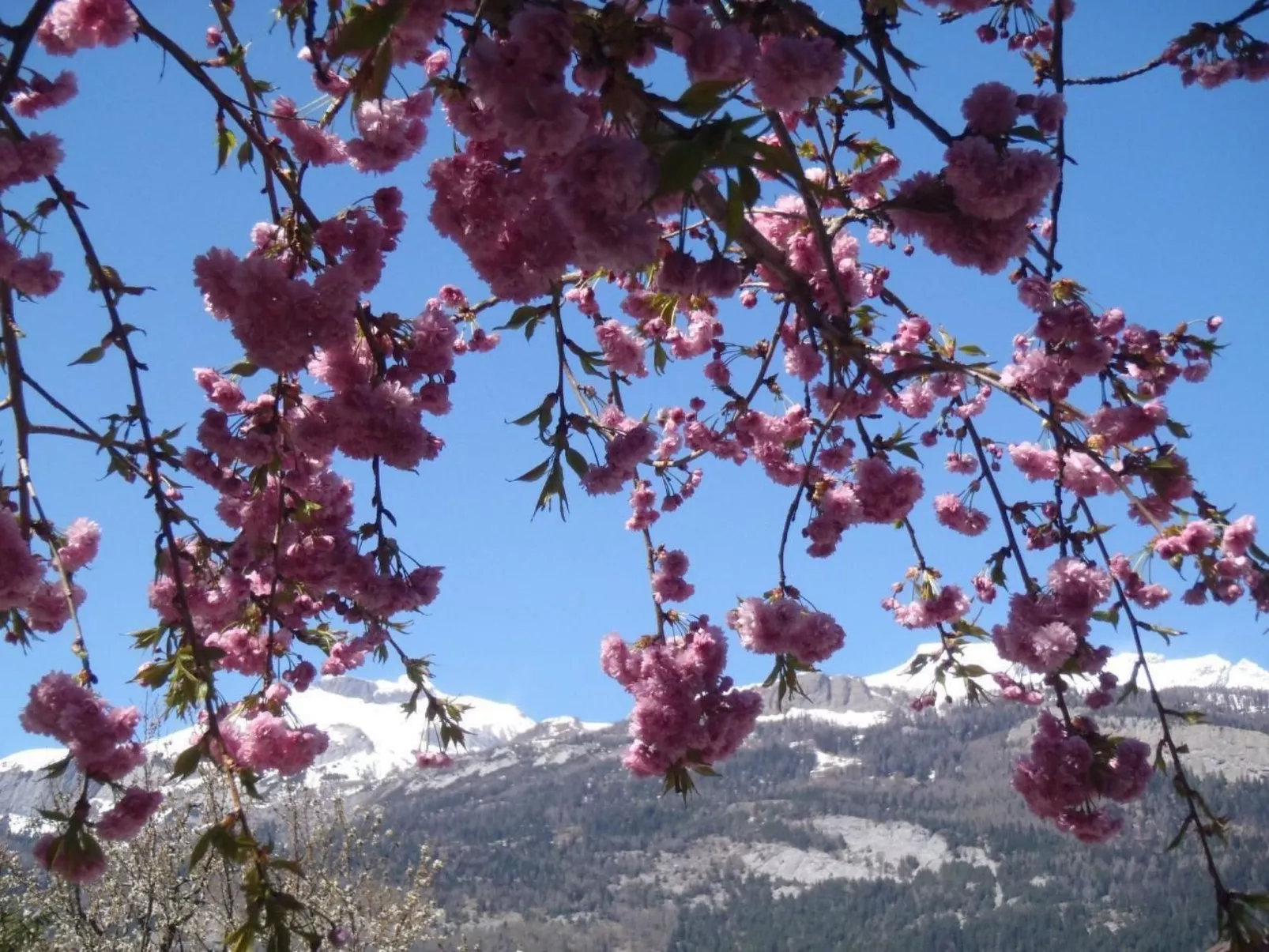 Guest House Chur-Image-tags.info