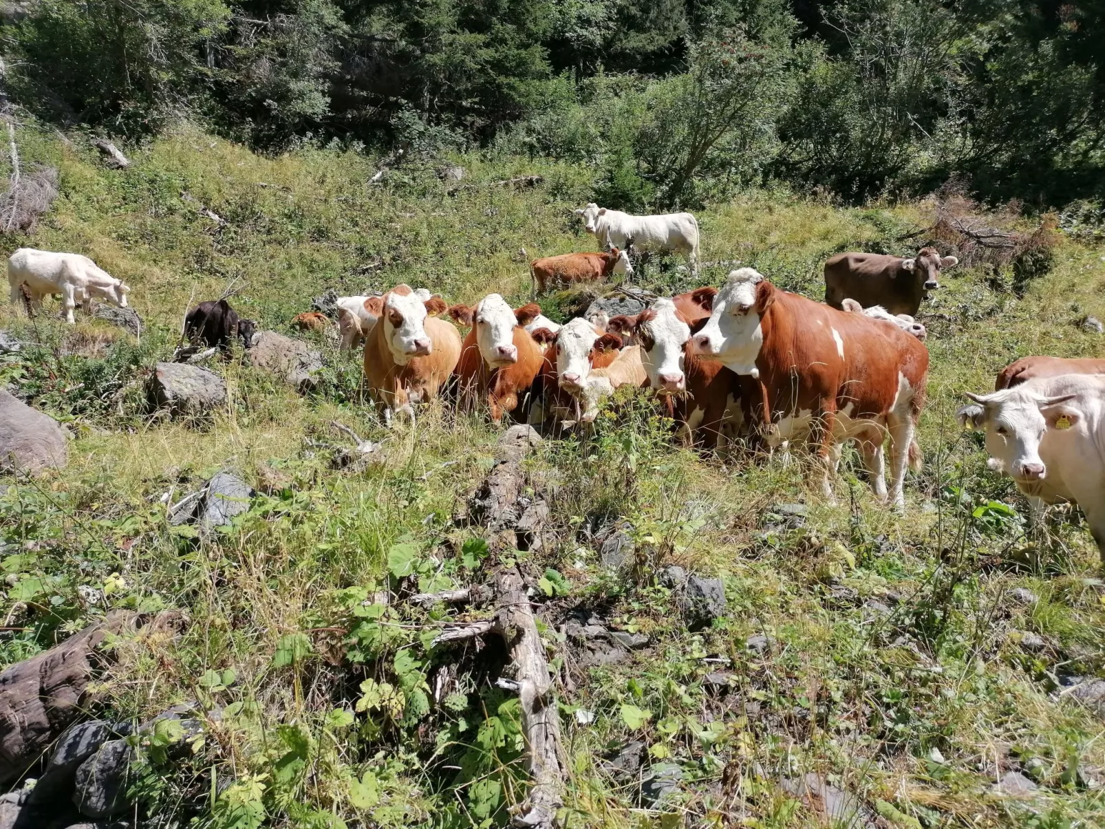 Waldpension Ranner-Buiten