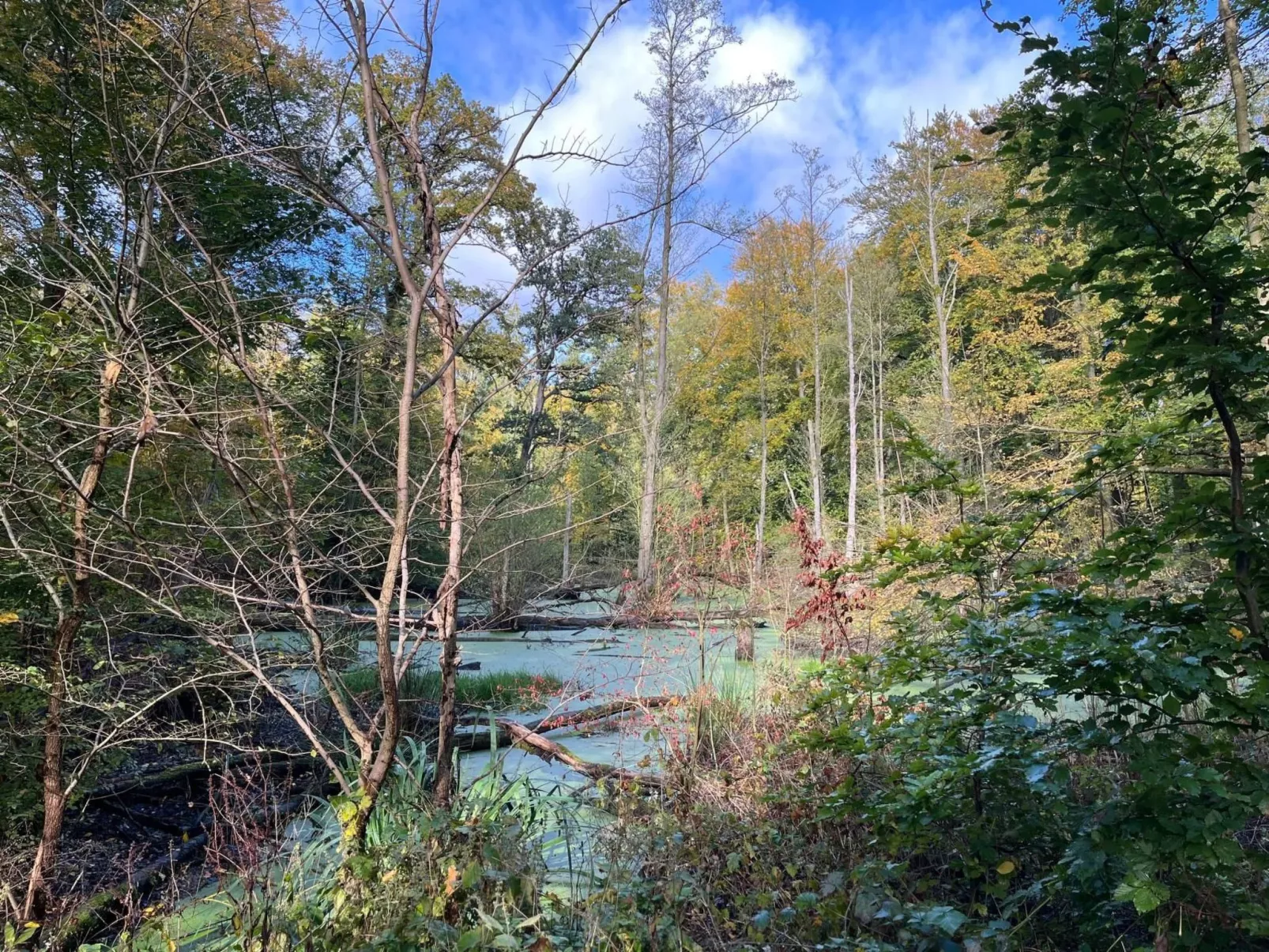 Landurlaub Mecklenburgische Seenplatte b. Waren Müritz-Buiten