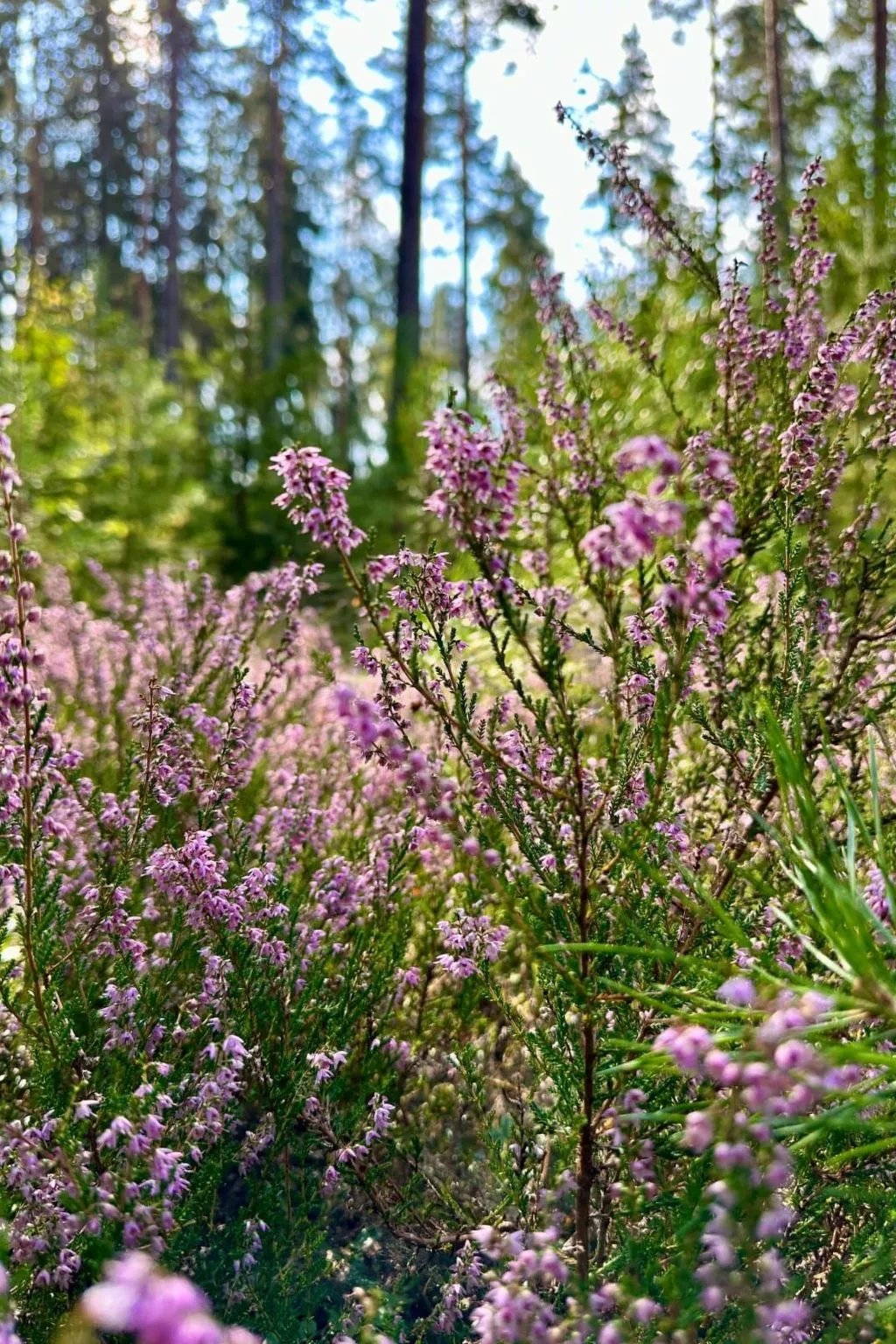 In Målilla Boote Sauna  See-Image-tags.info